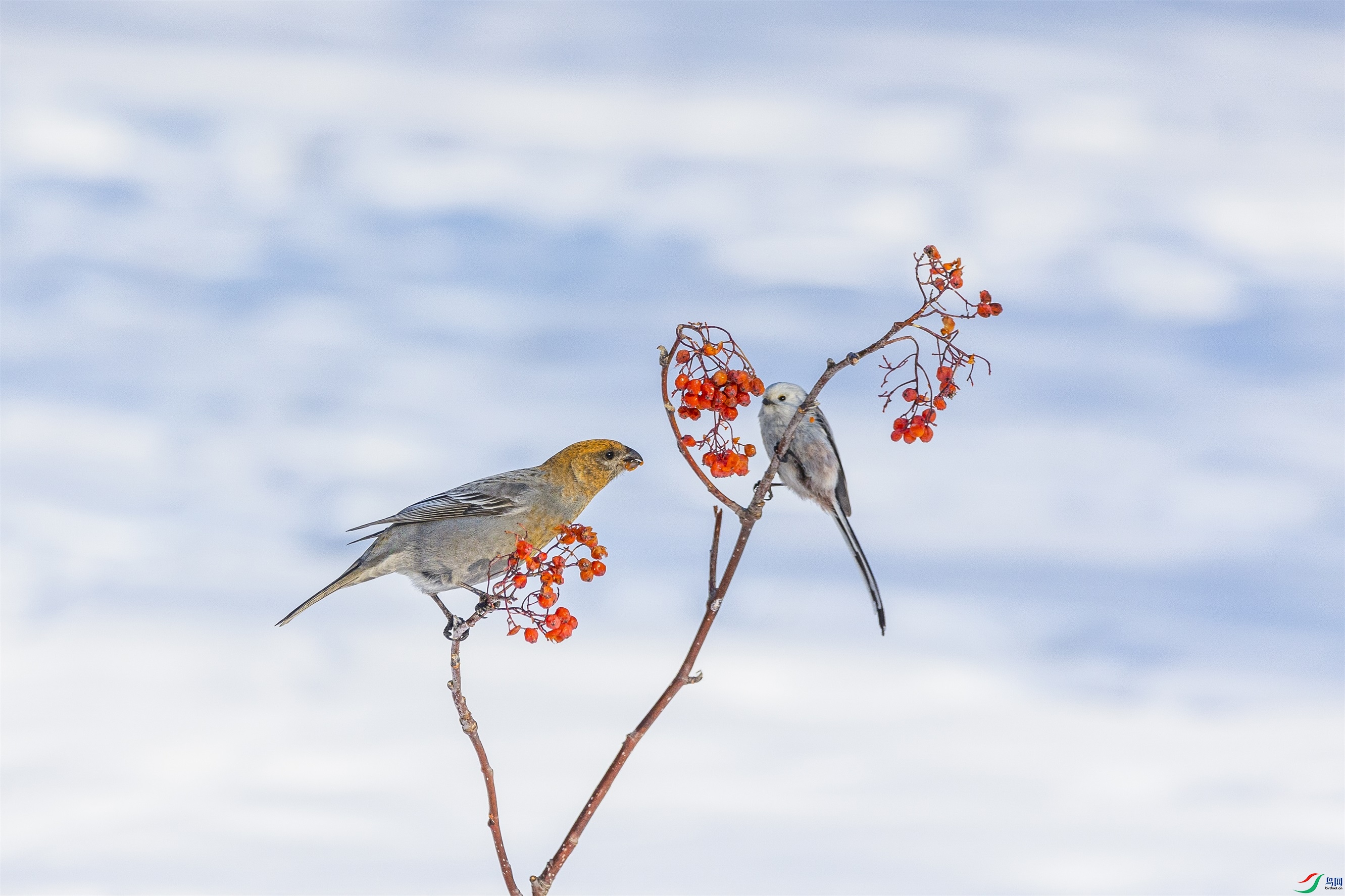 1K3A1110 ����1.jpg