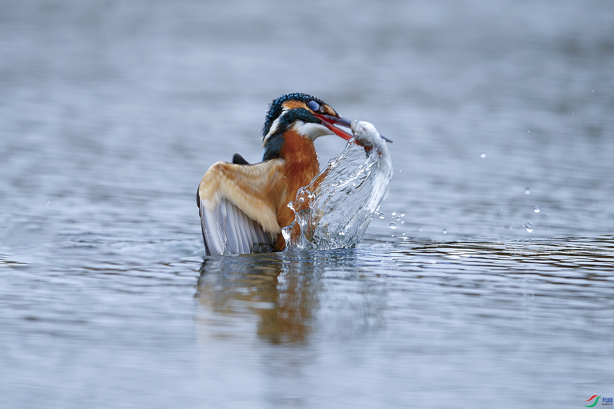 AQ9I1276-����ǿ-NR ����.jpg