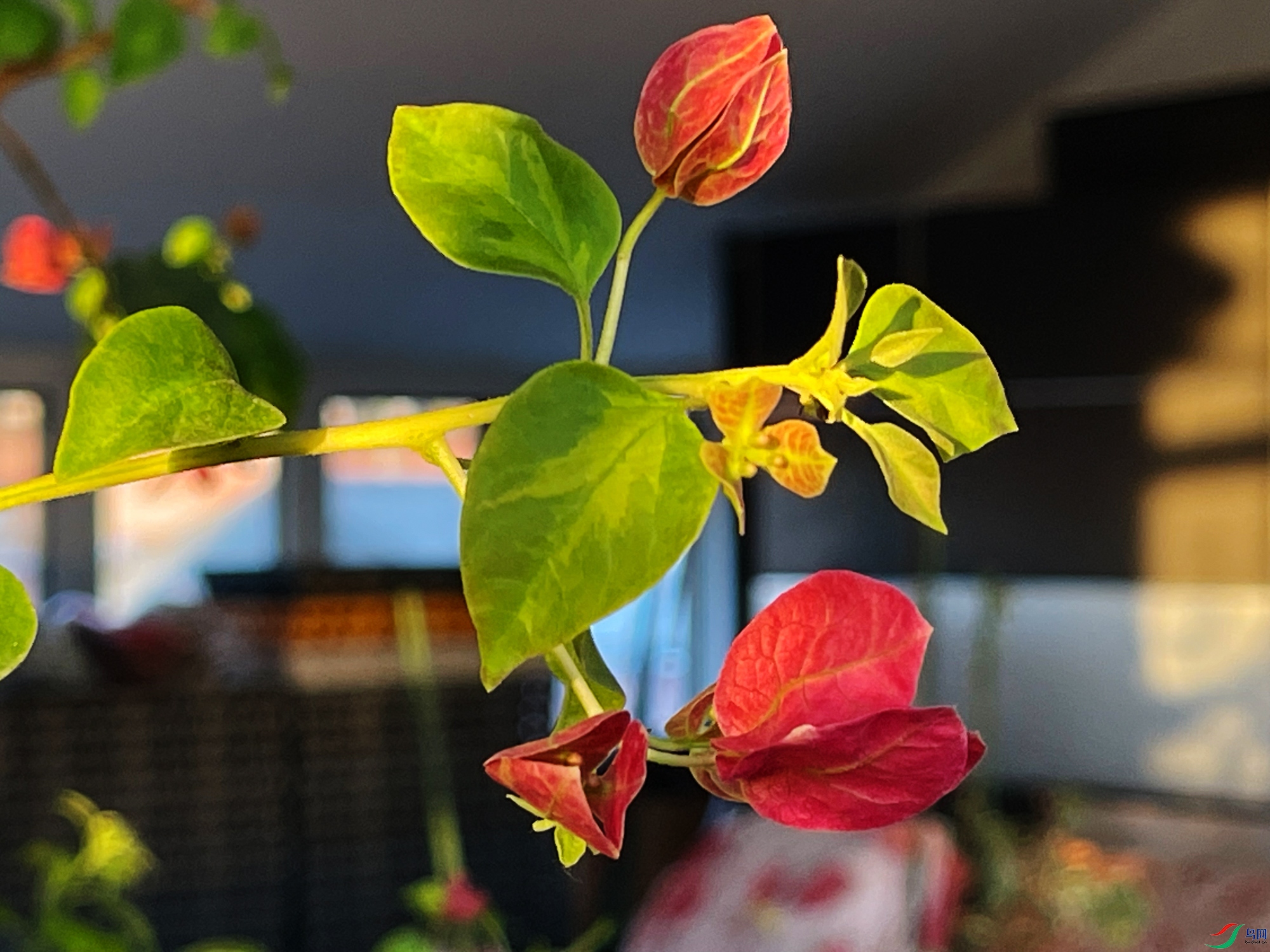 ��ɫ���ǰ�Ҷ