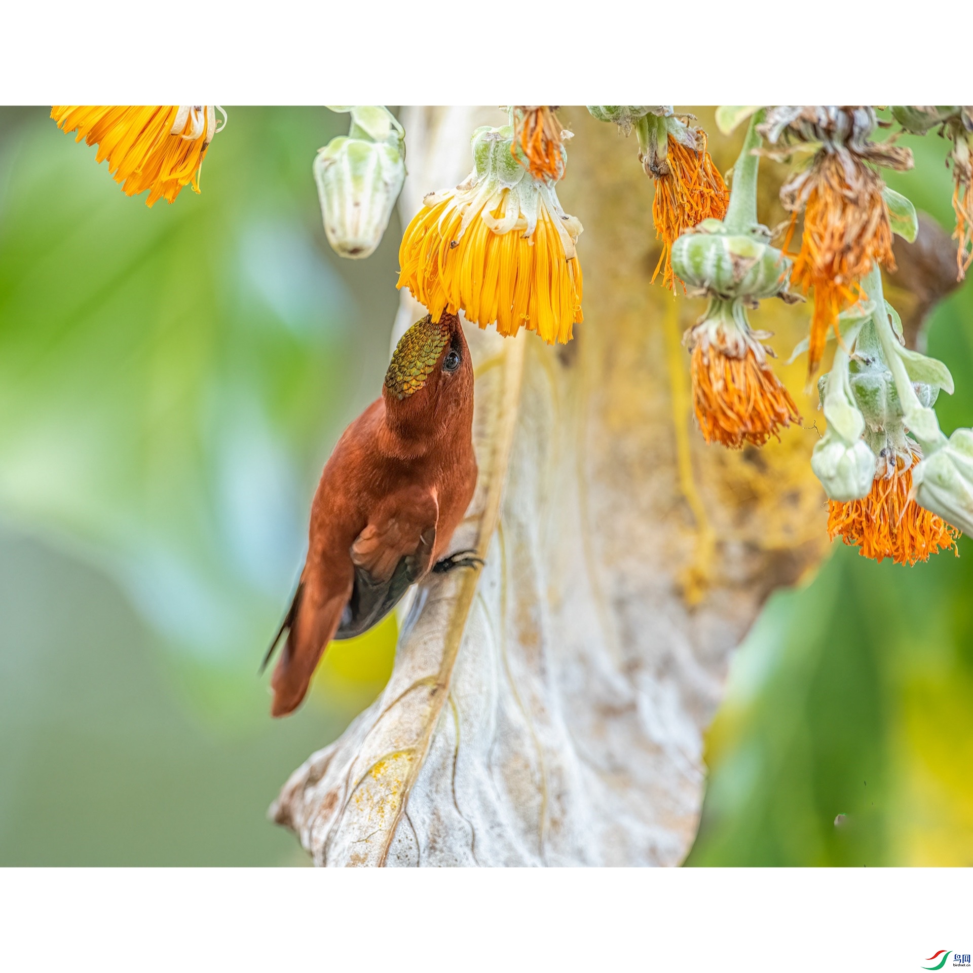 ������ڷ���