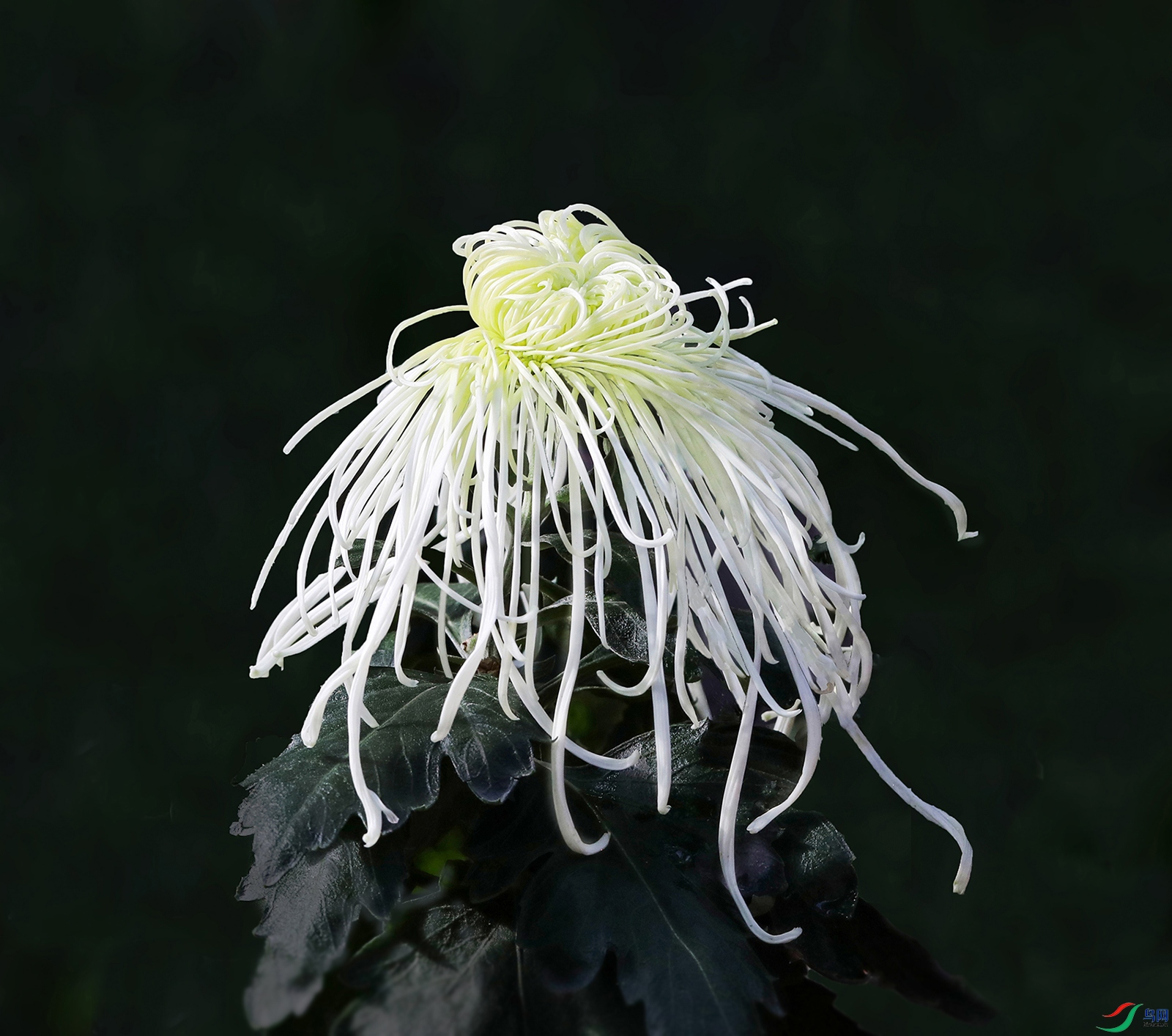 0000583A0079 �������� 1000k.jpg