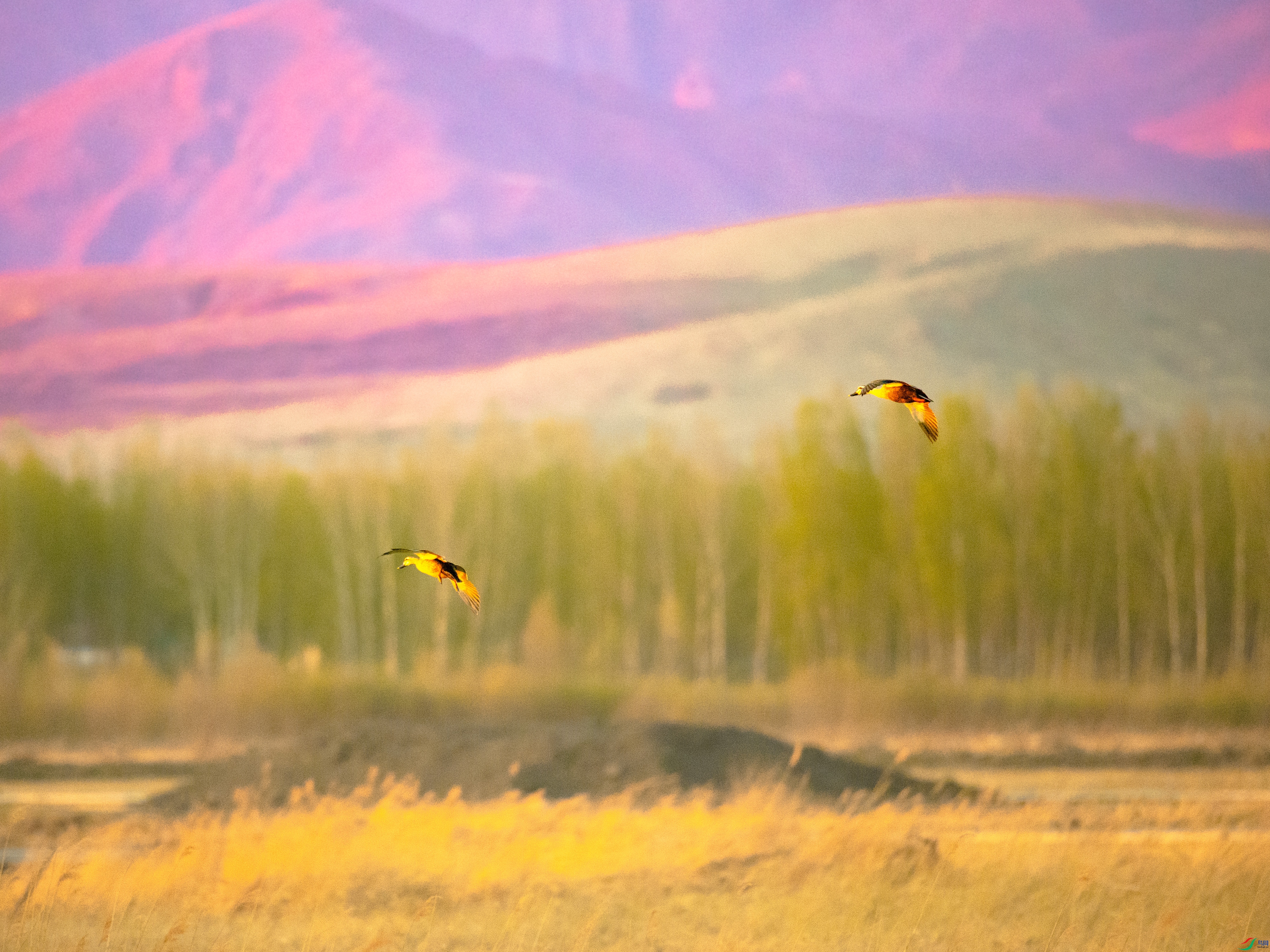 ���޳ر���