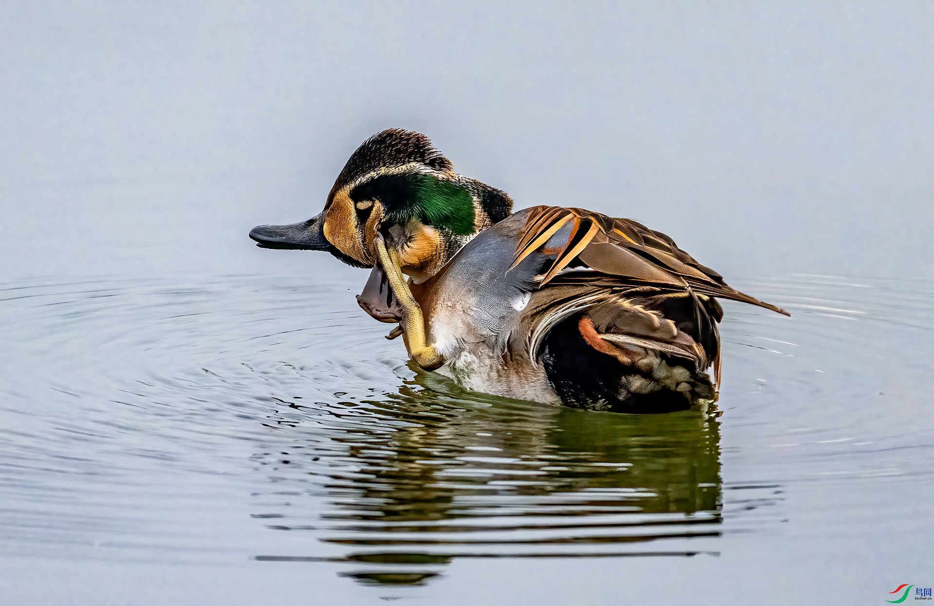 DSC_0363 ����_����.jpg