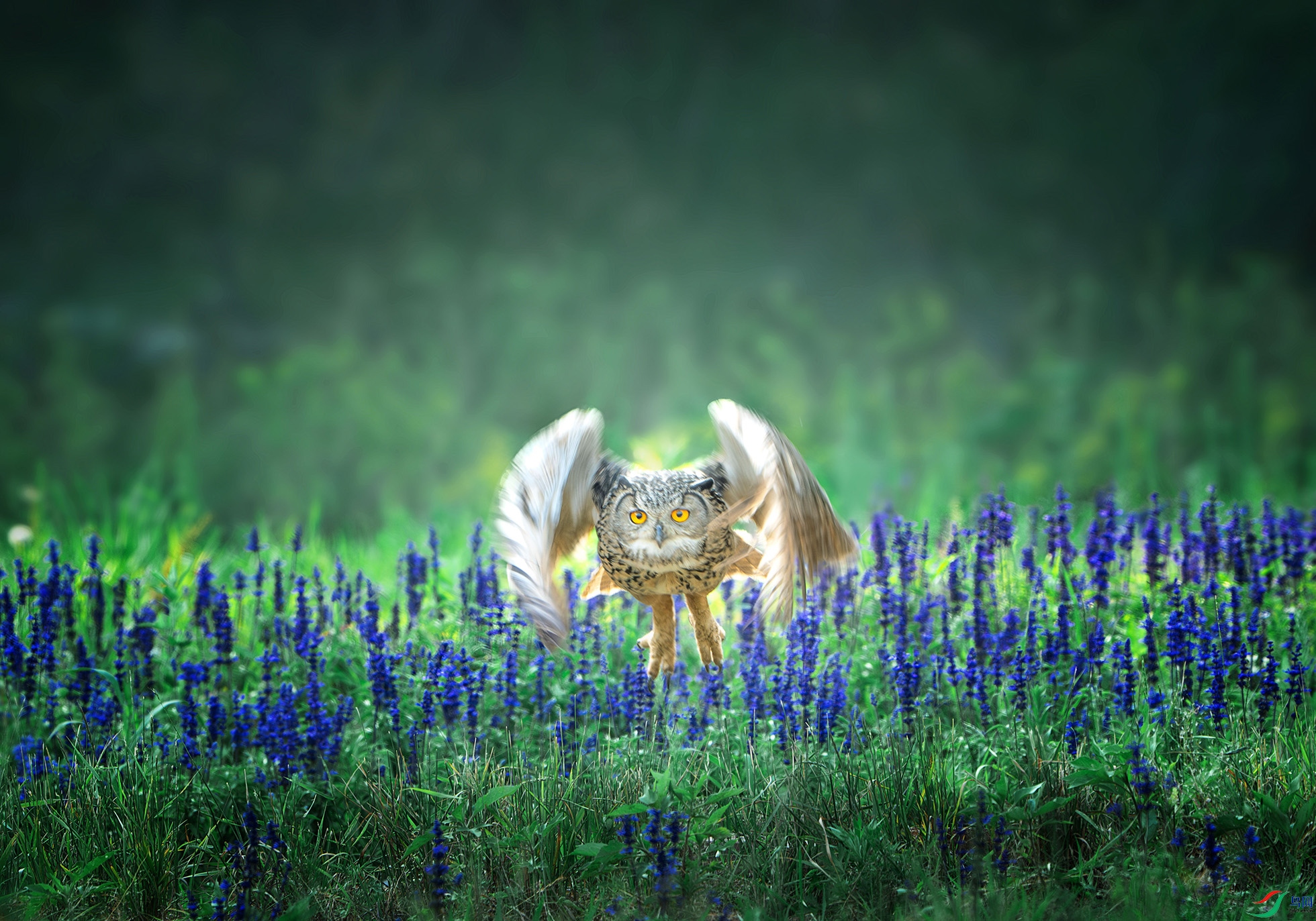 _DSC1936-����ǿ-NR-2 ����.jpg