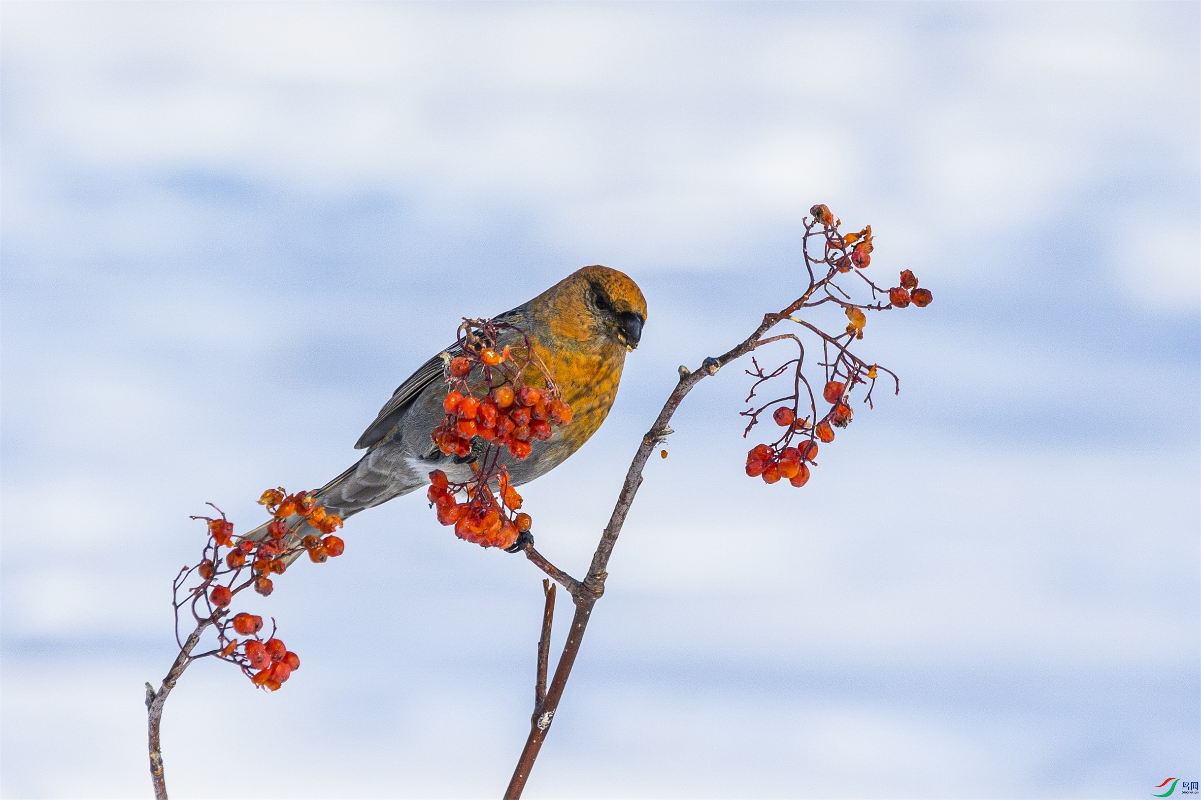 1K3A0948 ����1.jpg