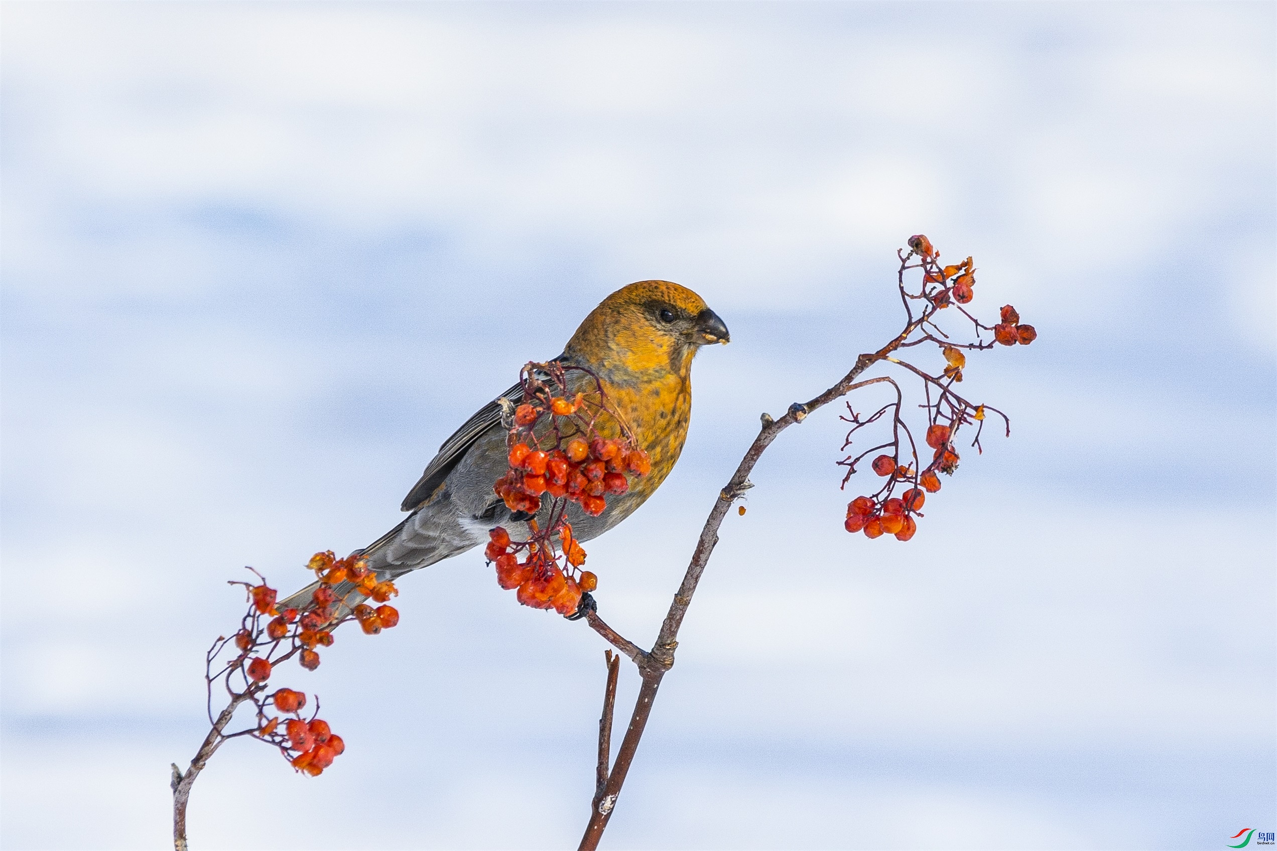 1K3A0947 ����1.jpg