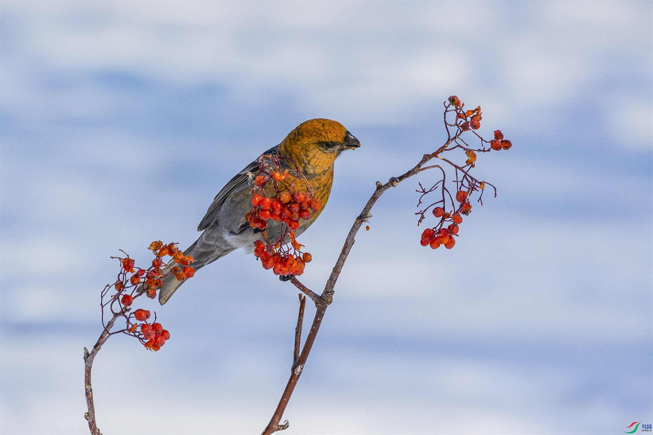 1K3A0956 ����1.jpg