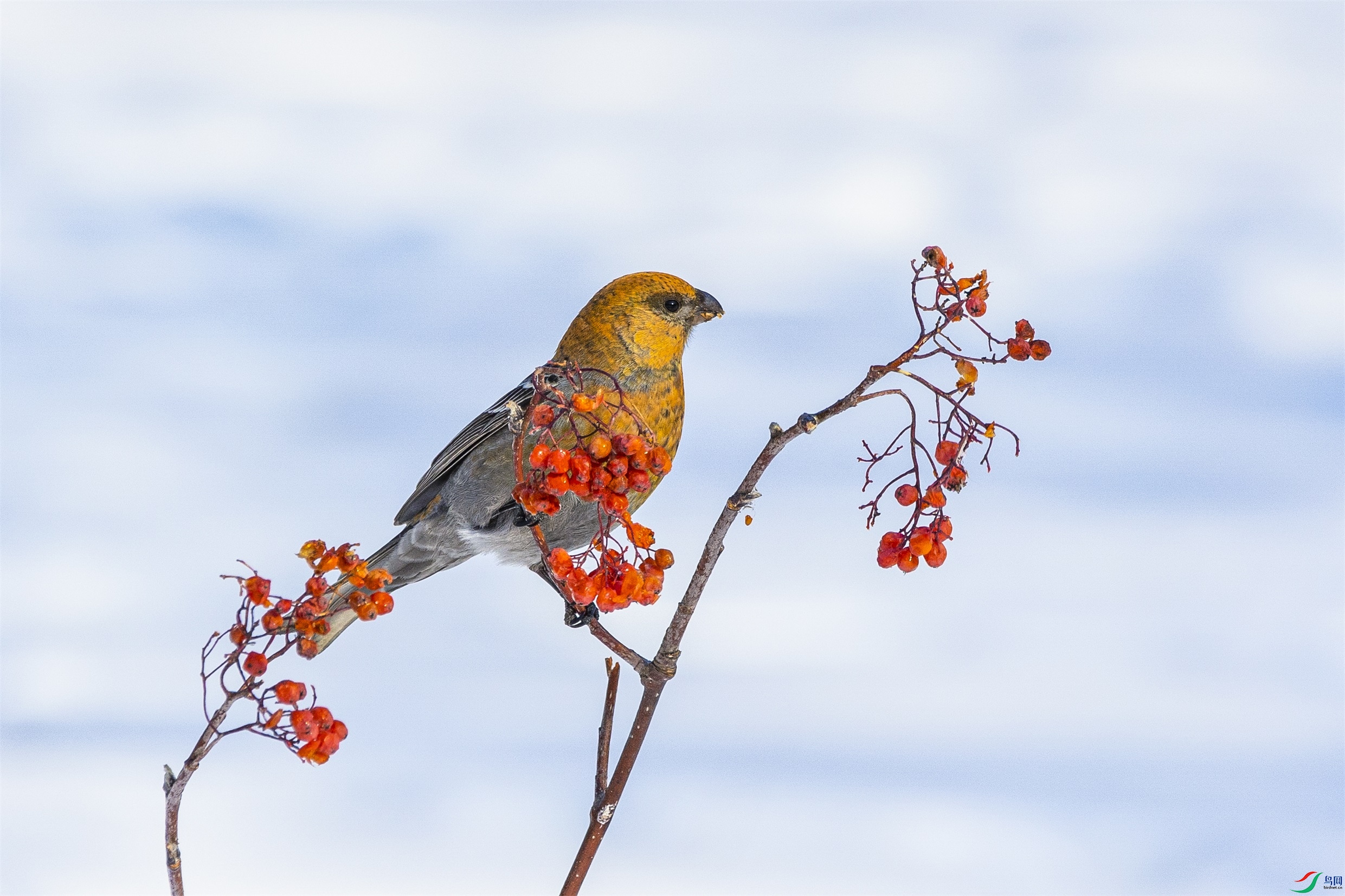 1K3A0945 ����1.jpg