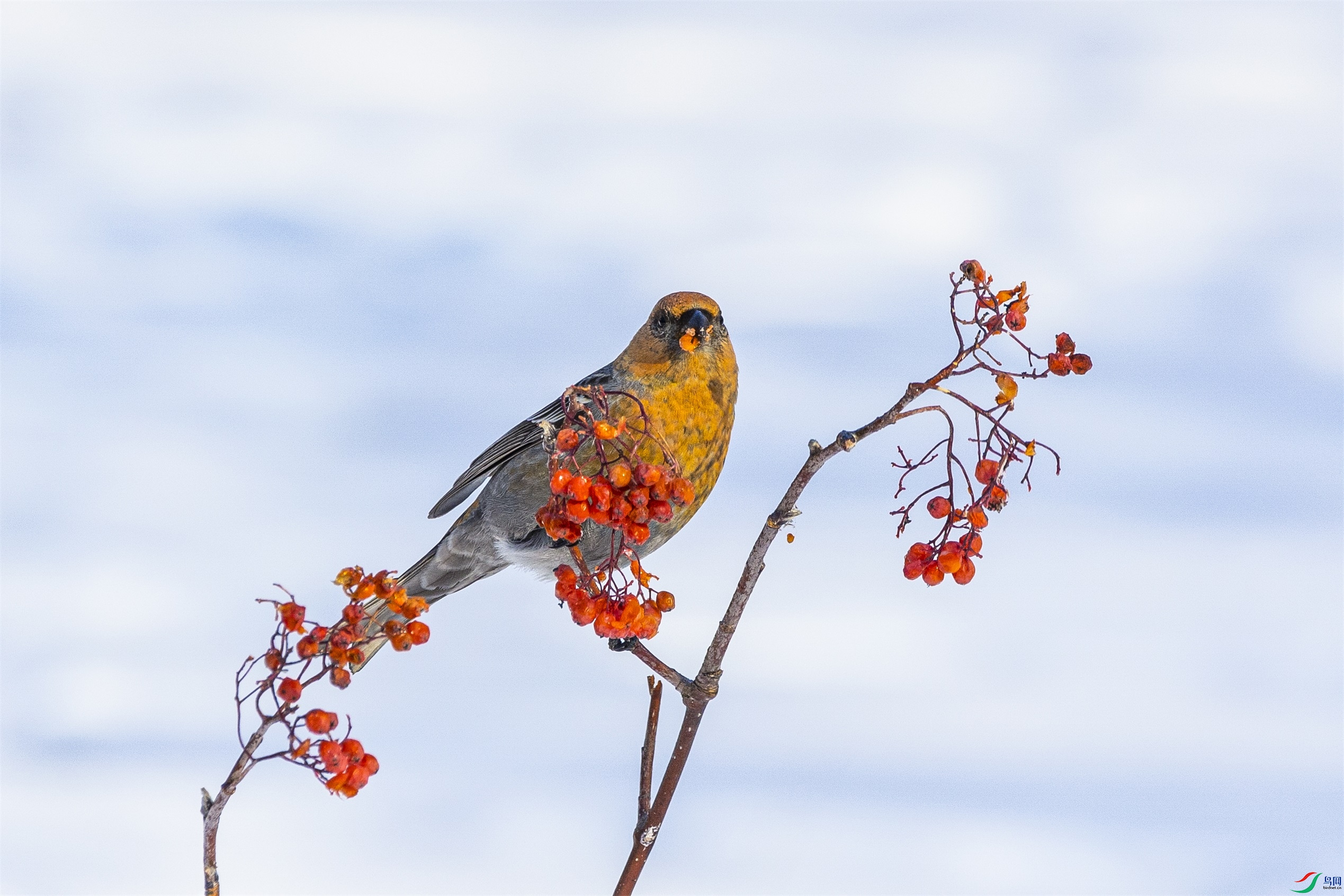 1K3A0973 ����1.jpg