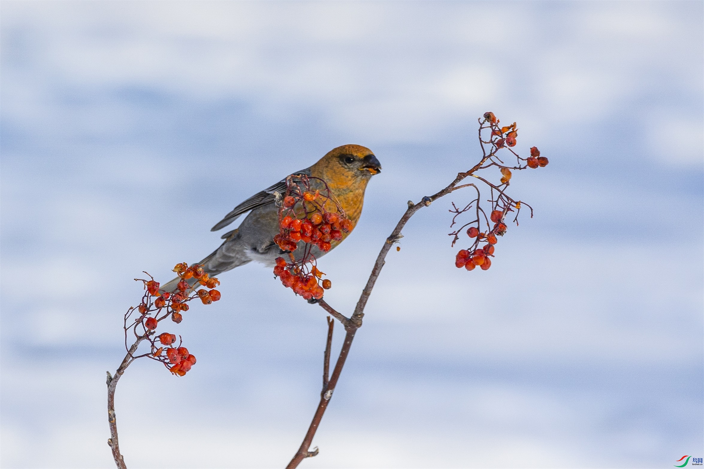 1K3A0968 ����1.jpg