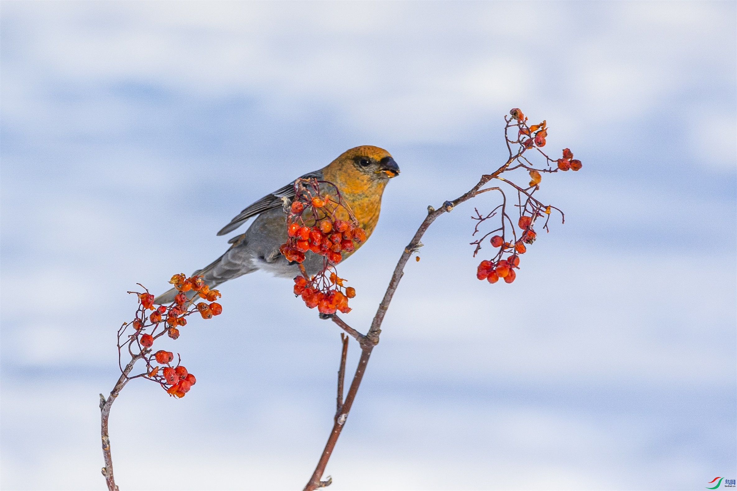 1K3A0967 ����1.jpg