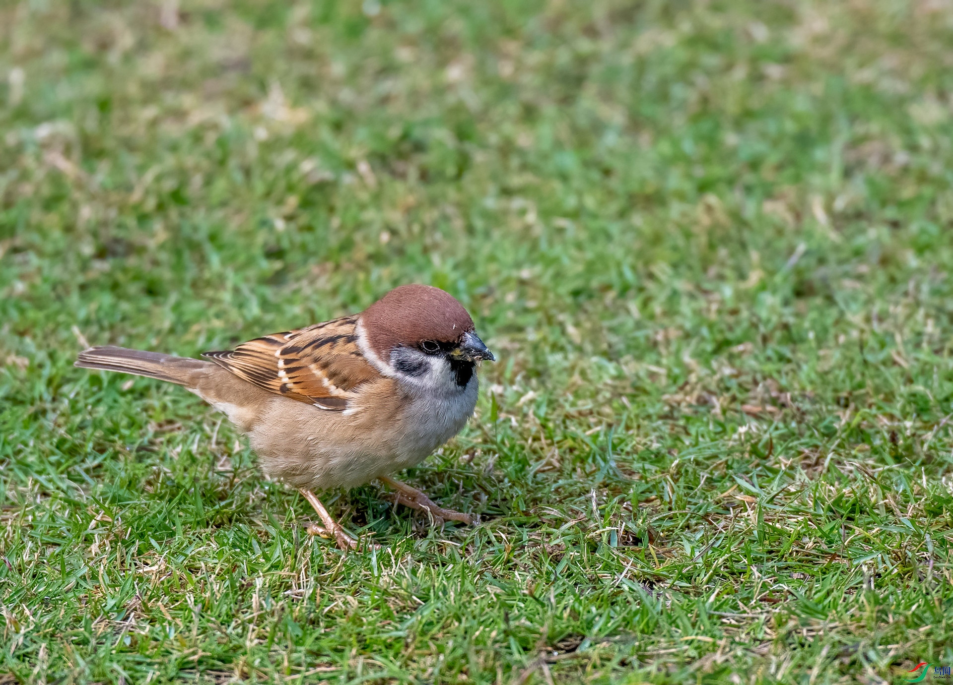DSC_1871.jpg