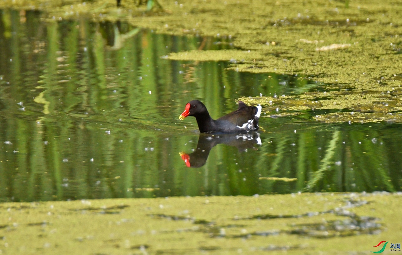 DSC_2107f.jpg