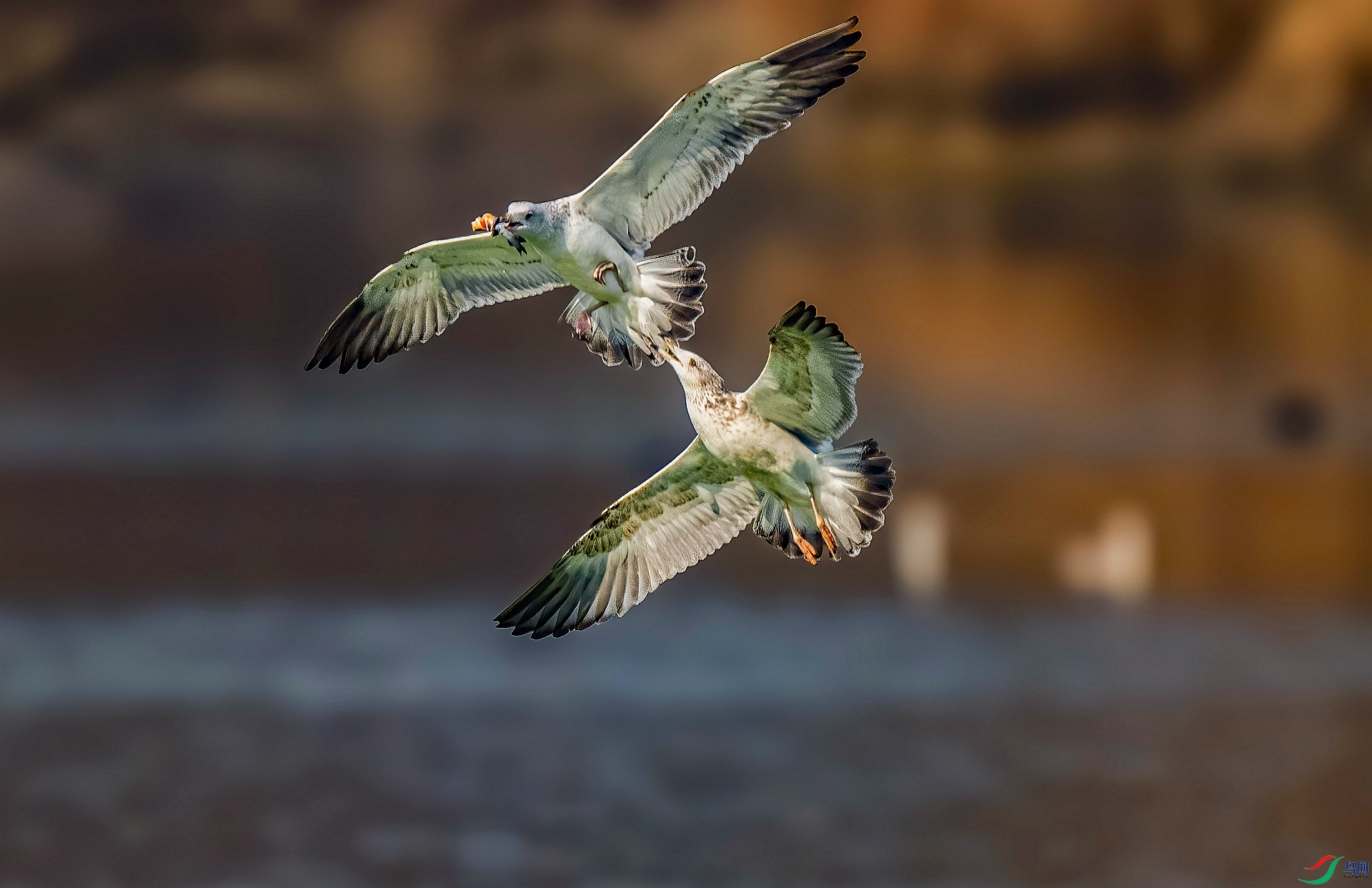 DSC_4075 ����_���� ����.jpg