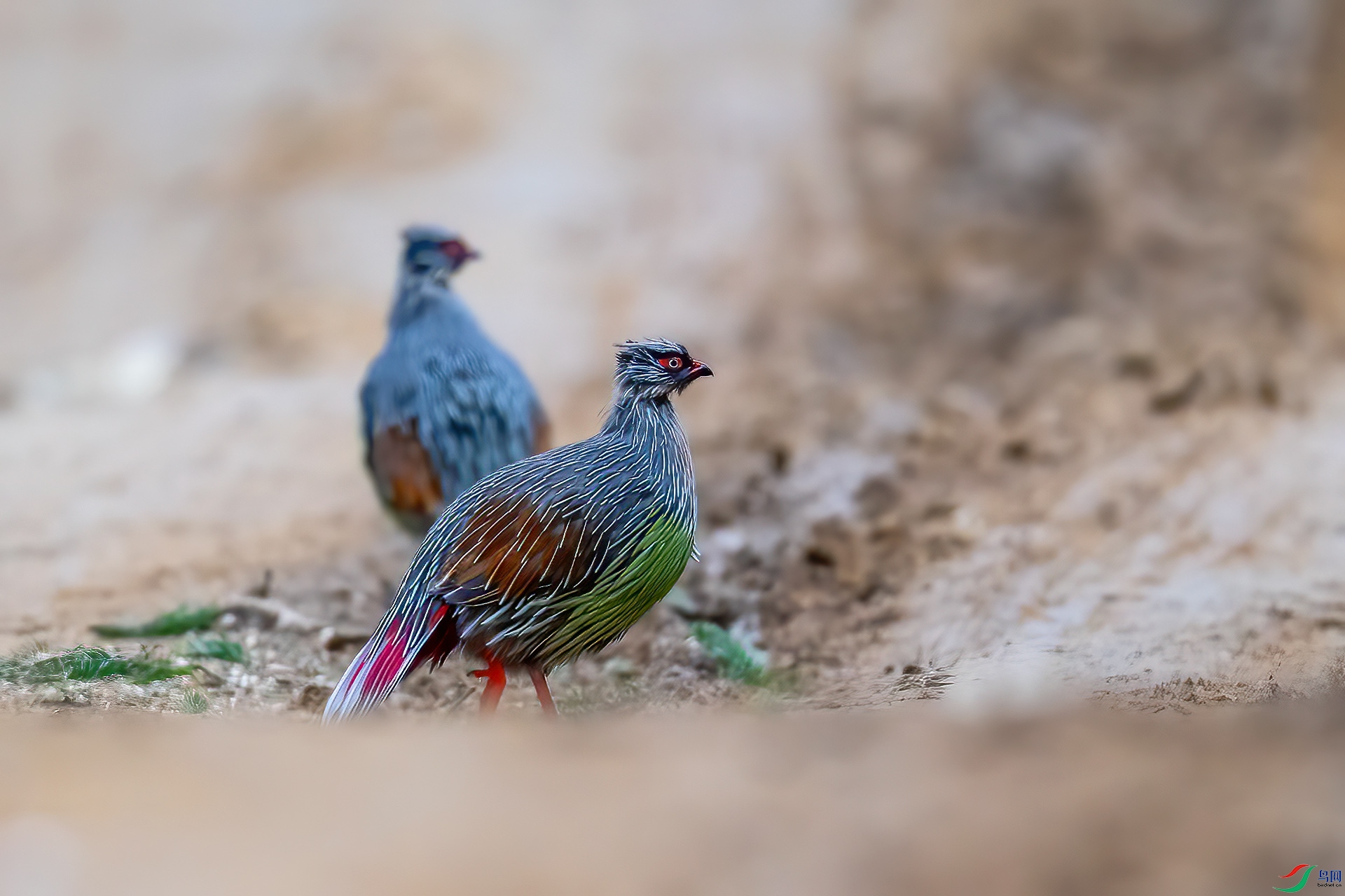 DSC_2131.jpg