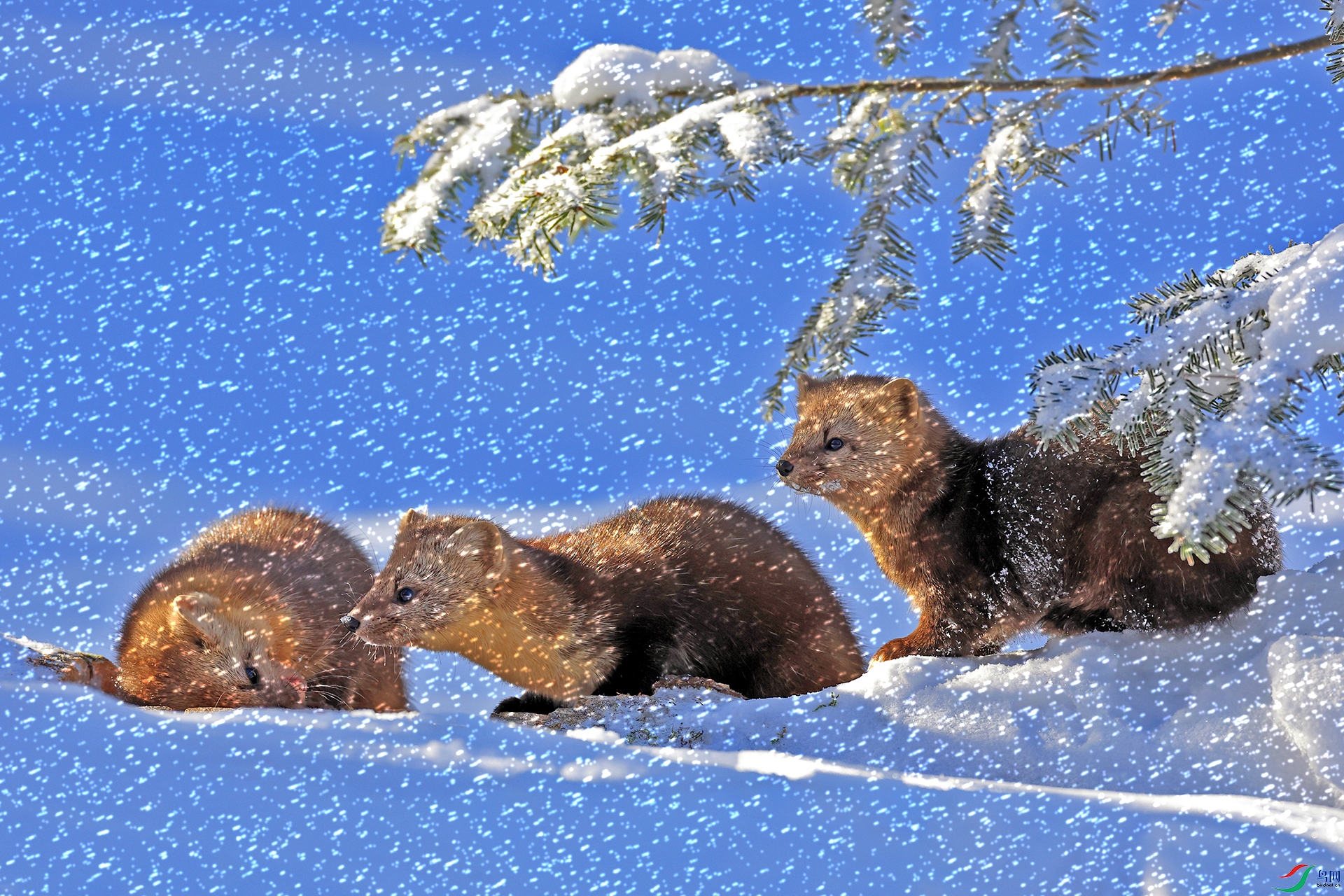 ����0218ѩ����װ�� ��������֦.jpg