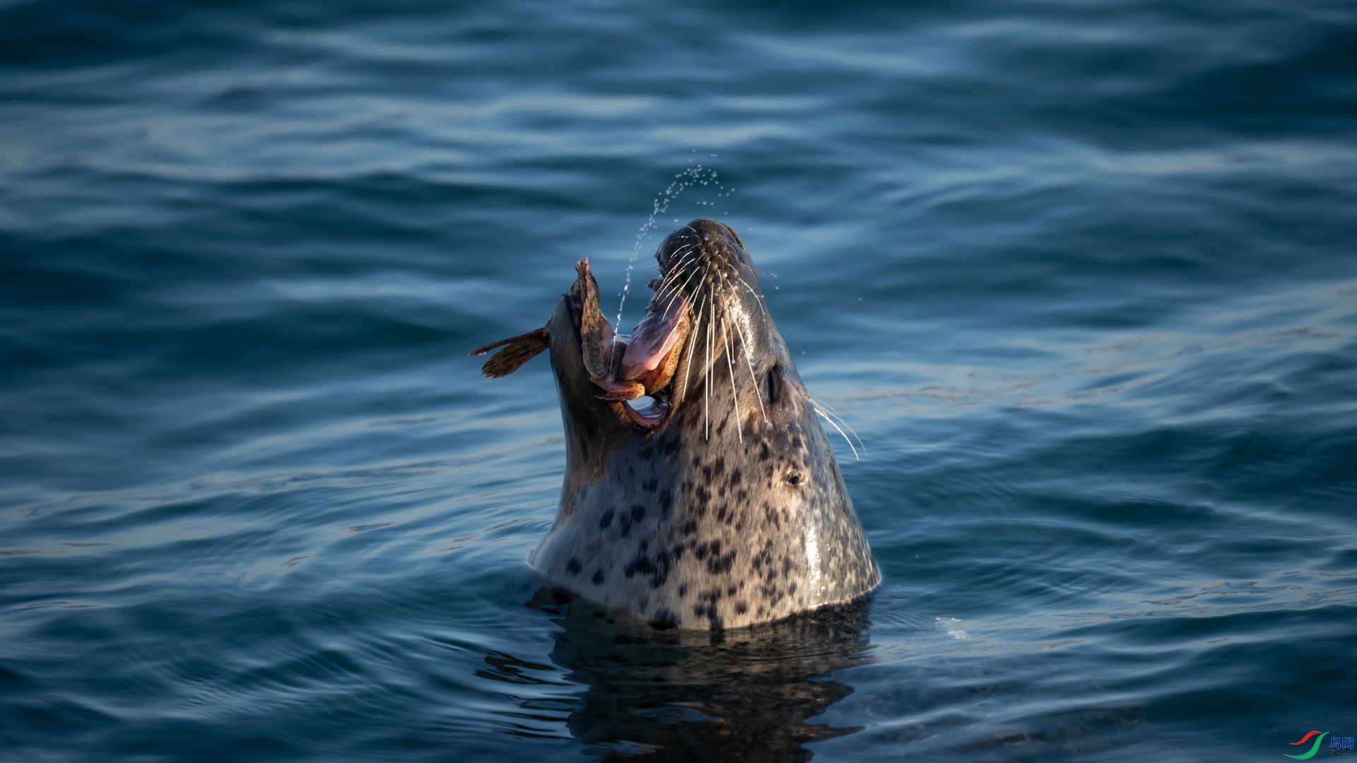 _DSC8245.jpgxx.jpg