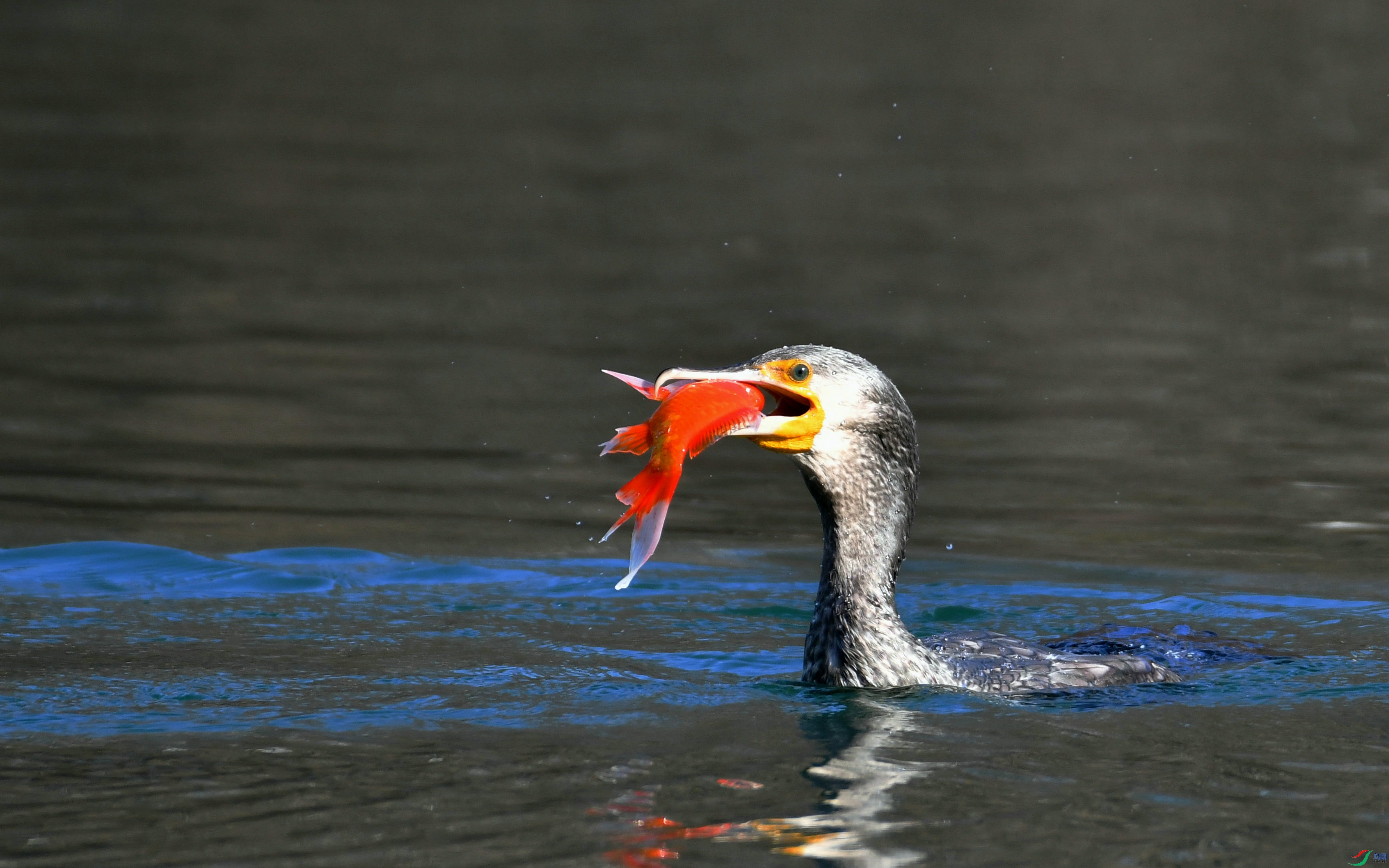DSC_6661.JPG