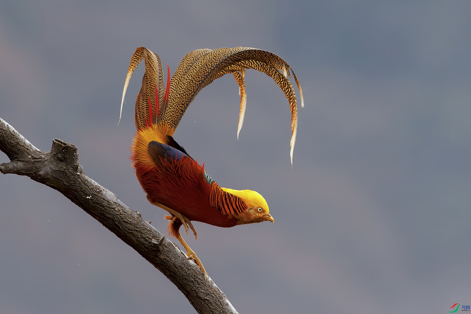 3Z6A0834 (2)-����ǿ-NR ����.jpg