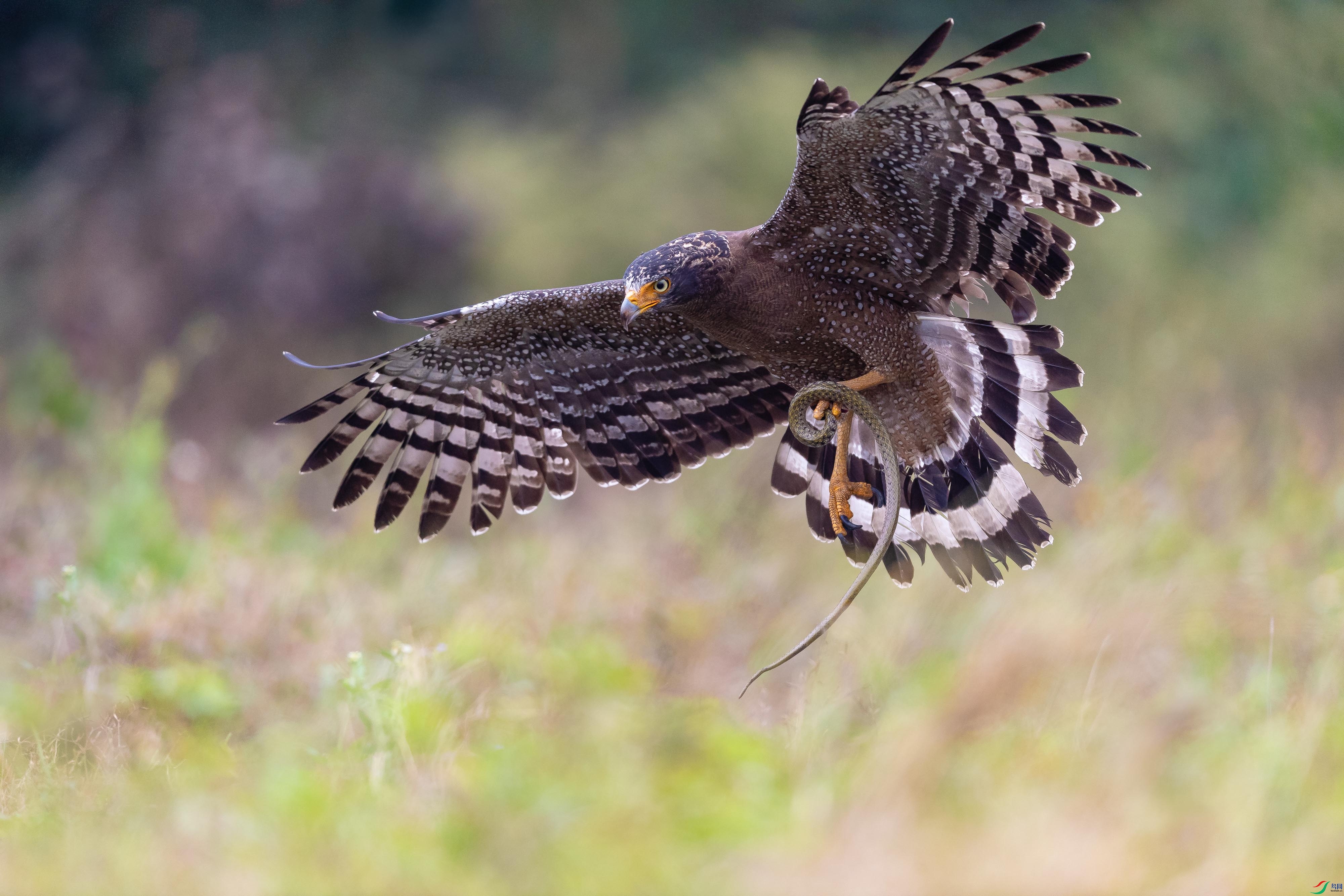 DSC_3989-2.jpg