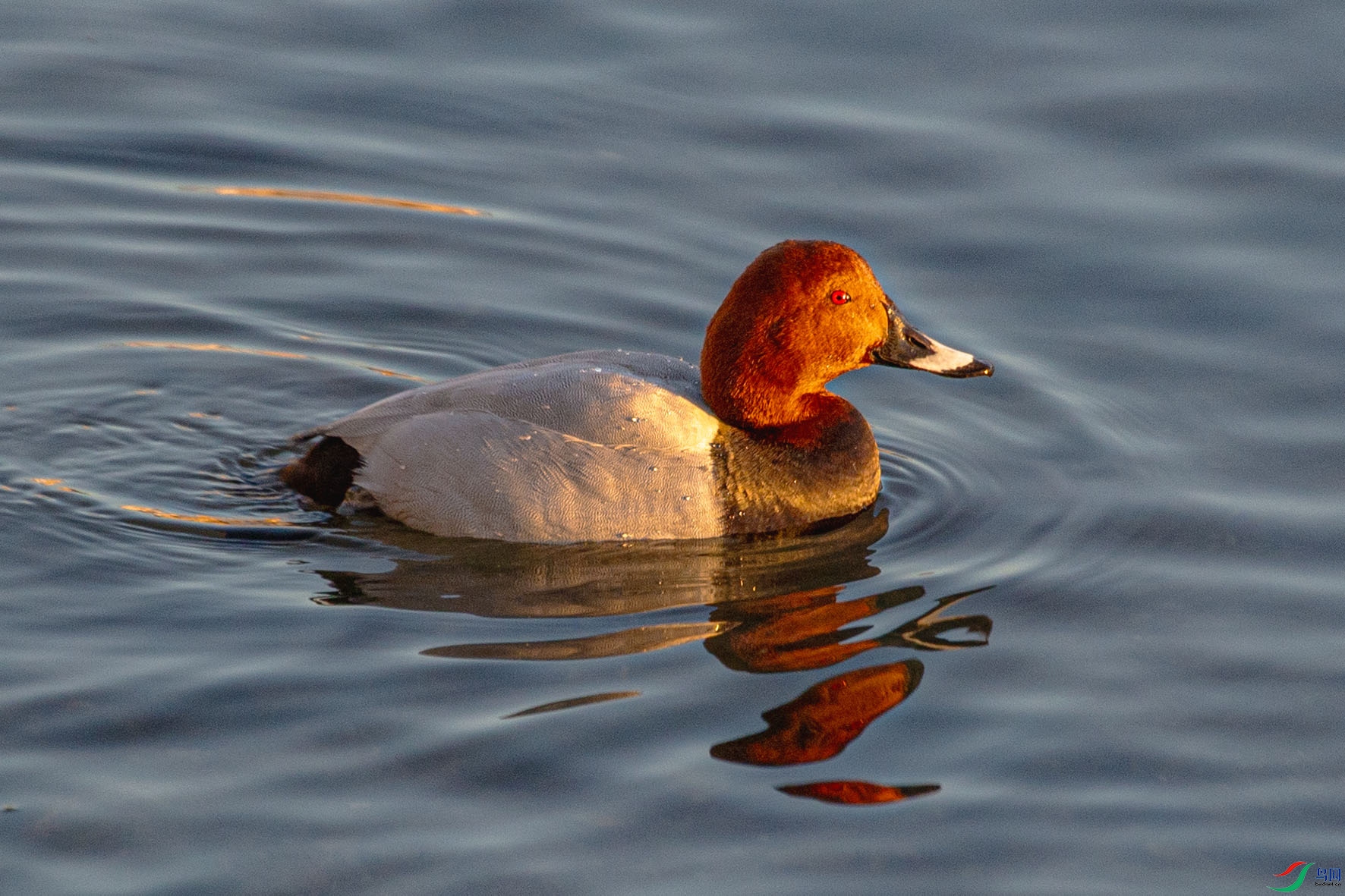 _MG_7244 ����.jpg