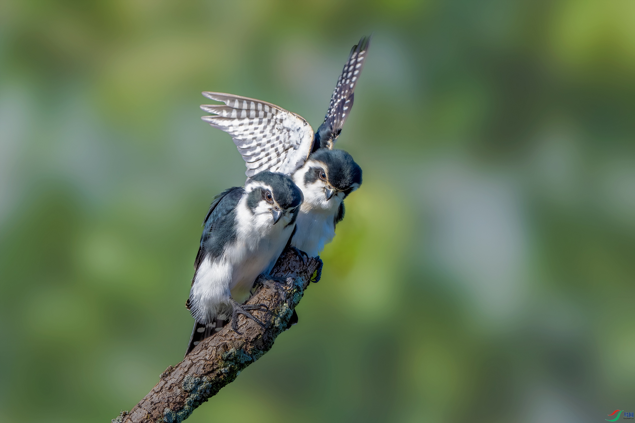 DSC_1572-����ǿ-NR ����.jpg