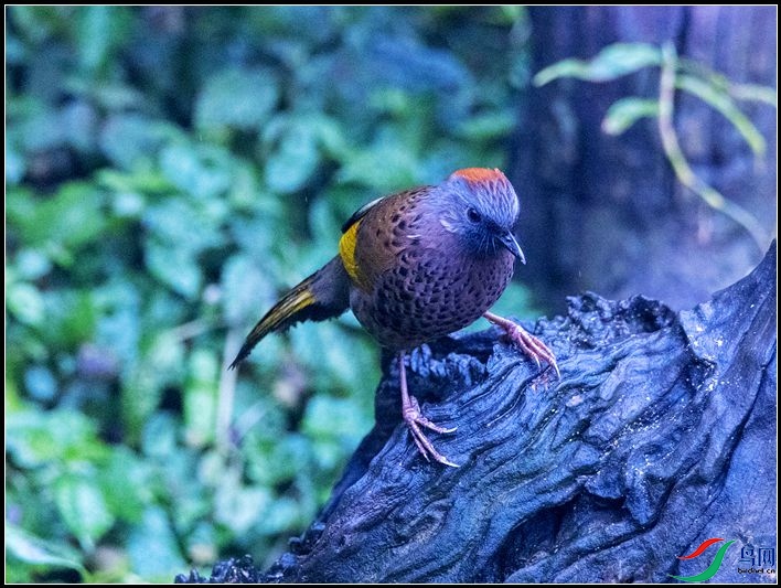 �ȳ�����