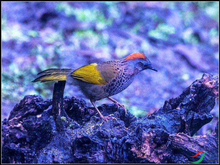 �ȳ�����