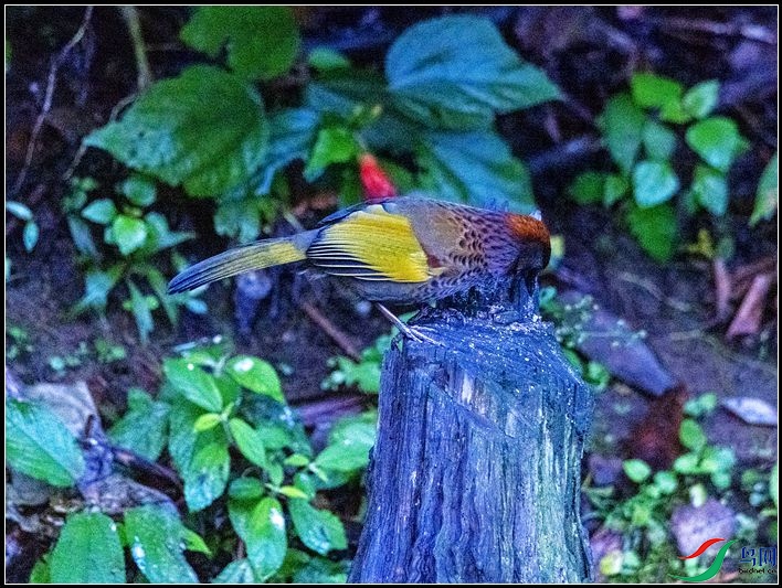 �ȳ�����