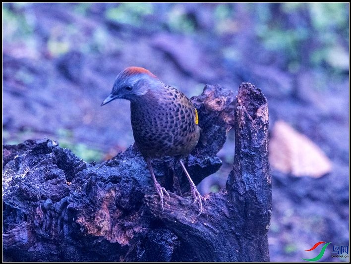 �ȳ�����