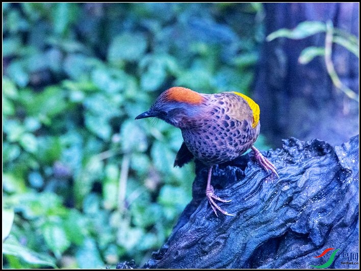 �ȳ�����