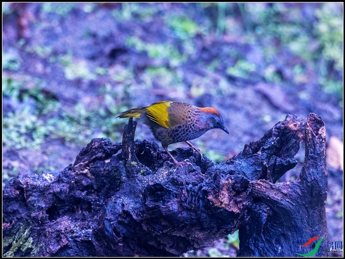 �ȳ�����