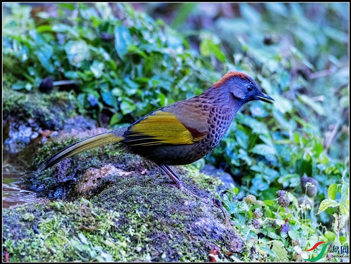 �ȳ�����