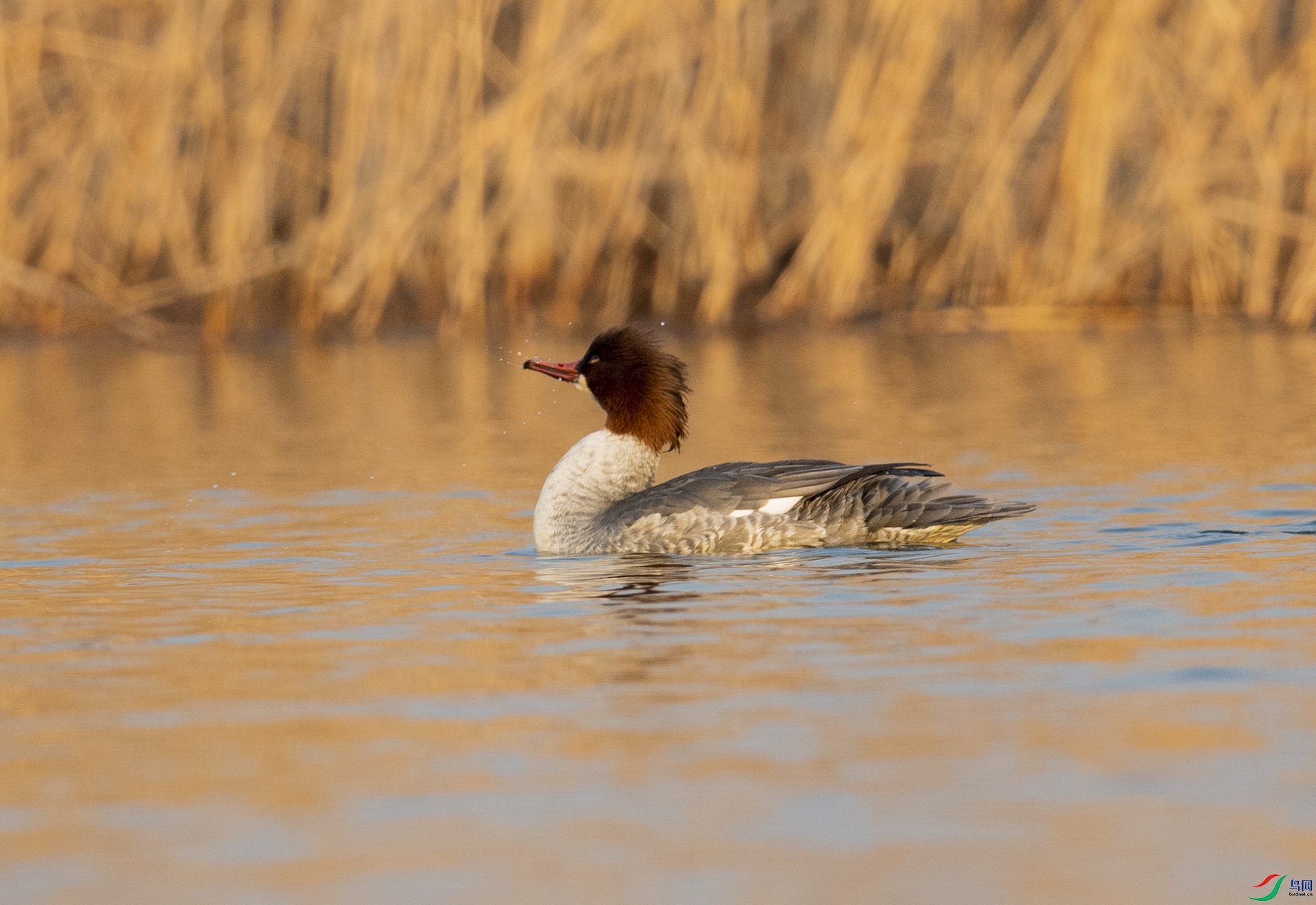 WLZ_1403 ��ͨ��ɳѼ.jpg