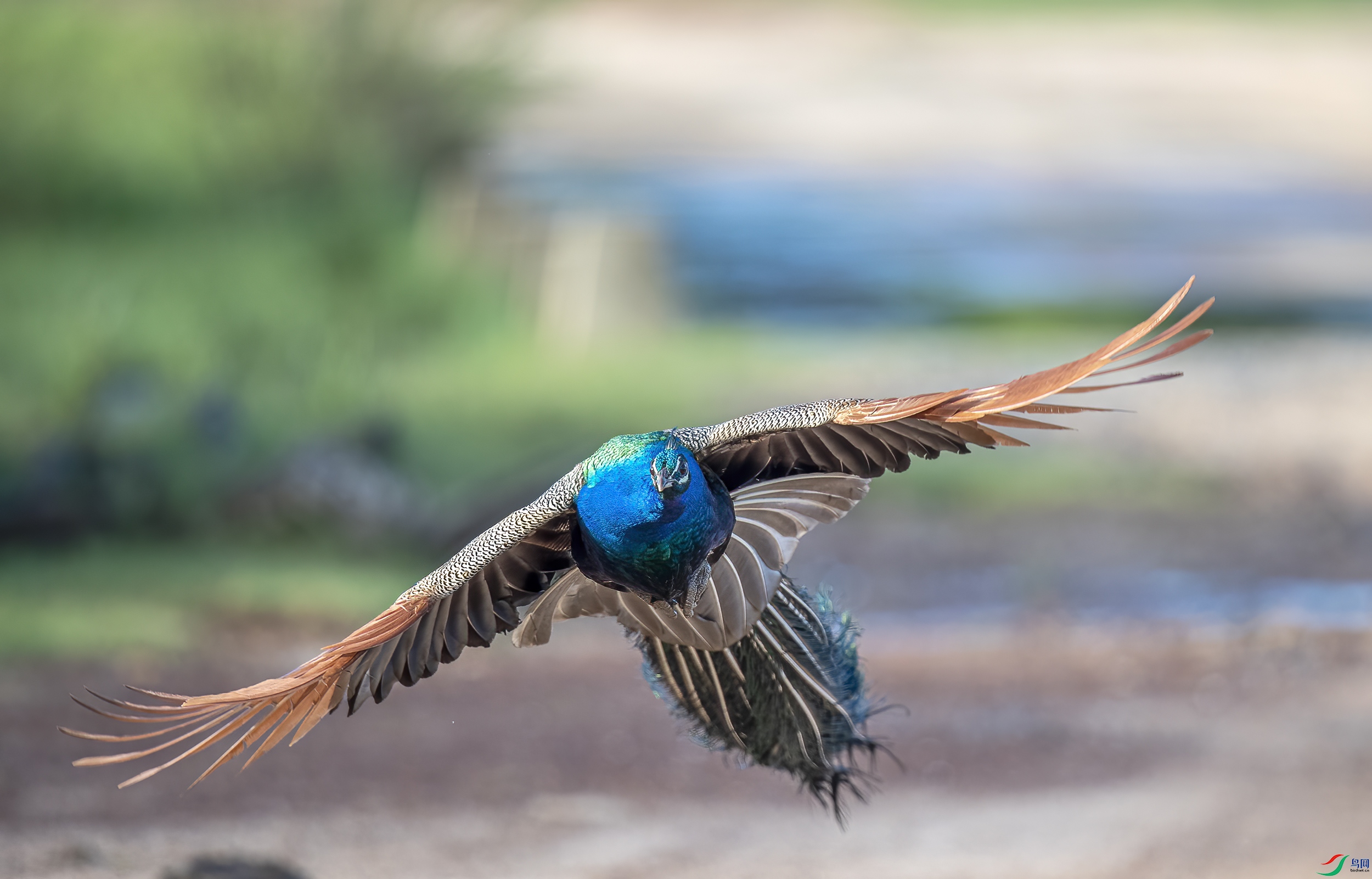 AC3I8732 ����.jpg