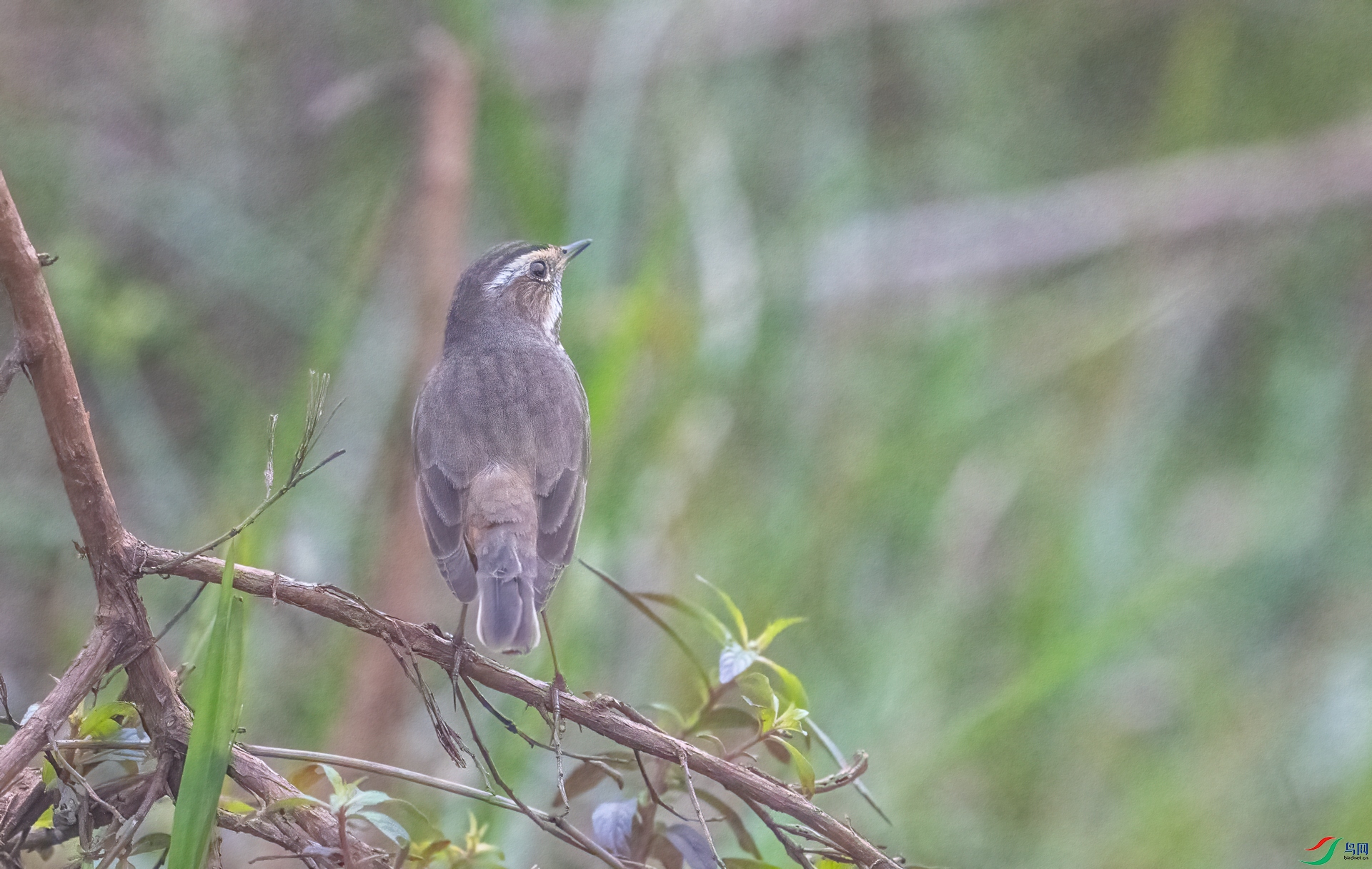 DSC_9549.jpg