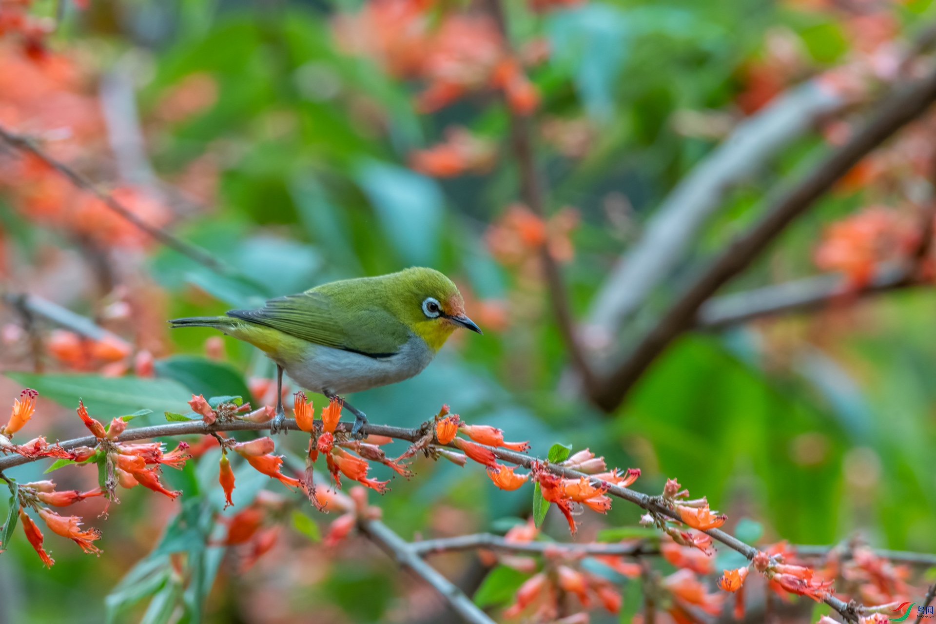 DSC_5533.jpg