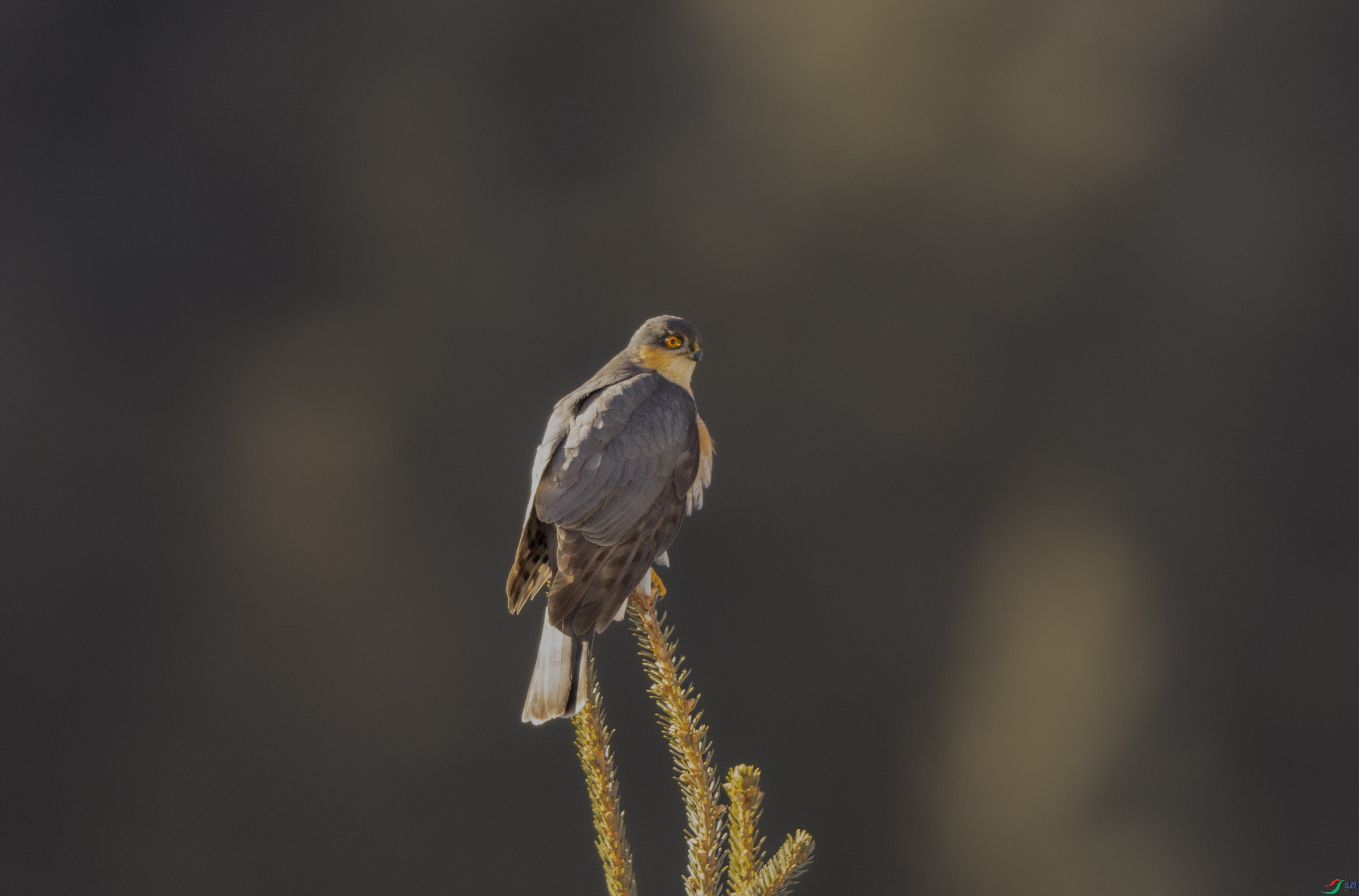 7X5A2830 - ����.jpg