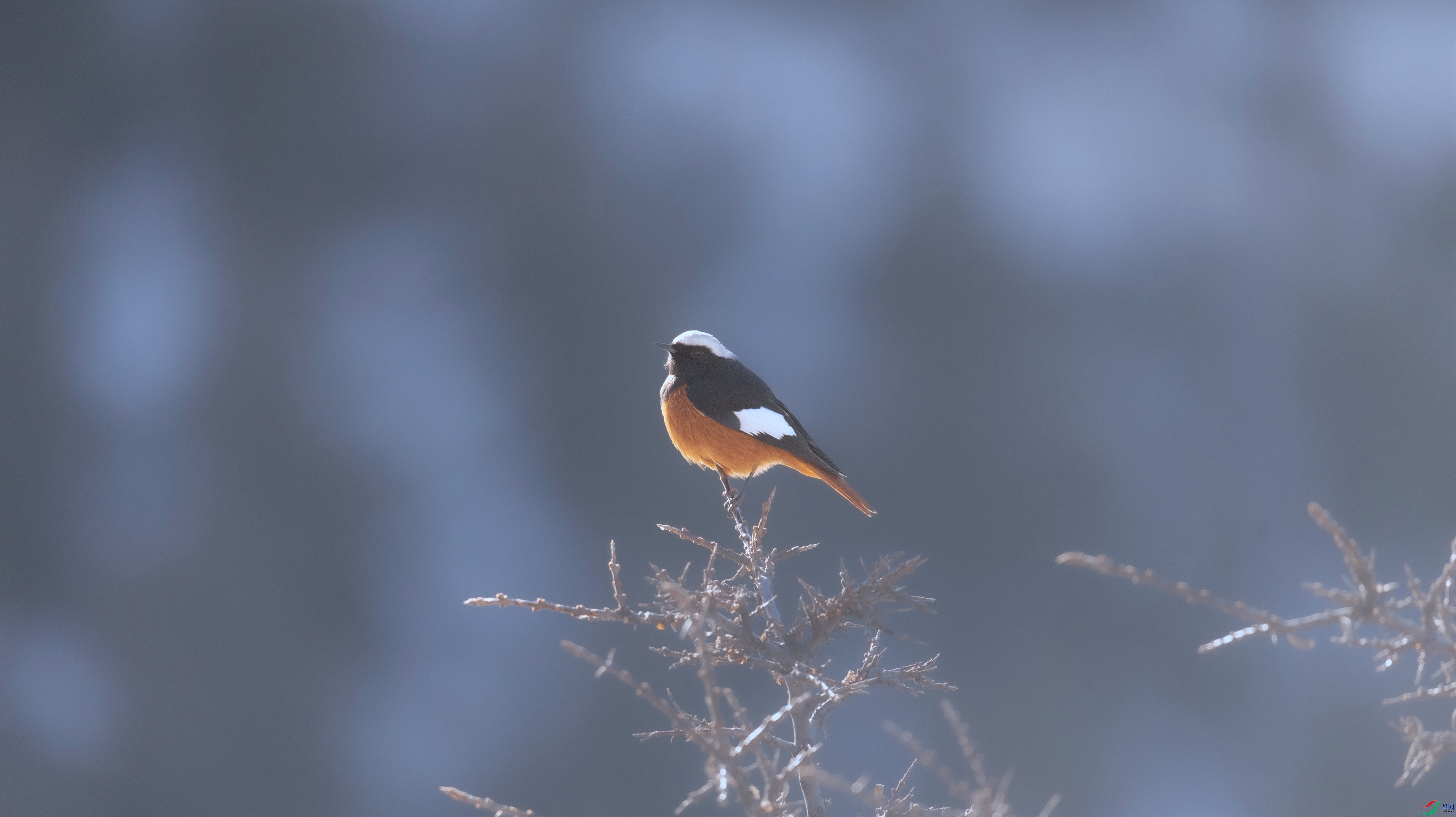 7X5A2545 - ���� (2).jpg