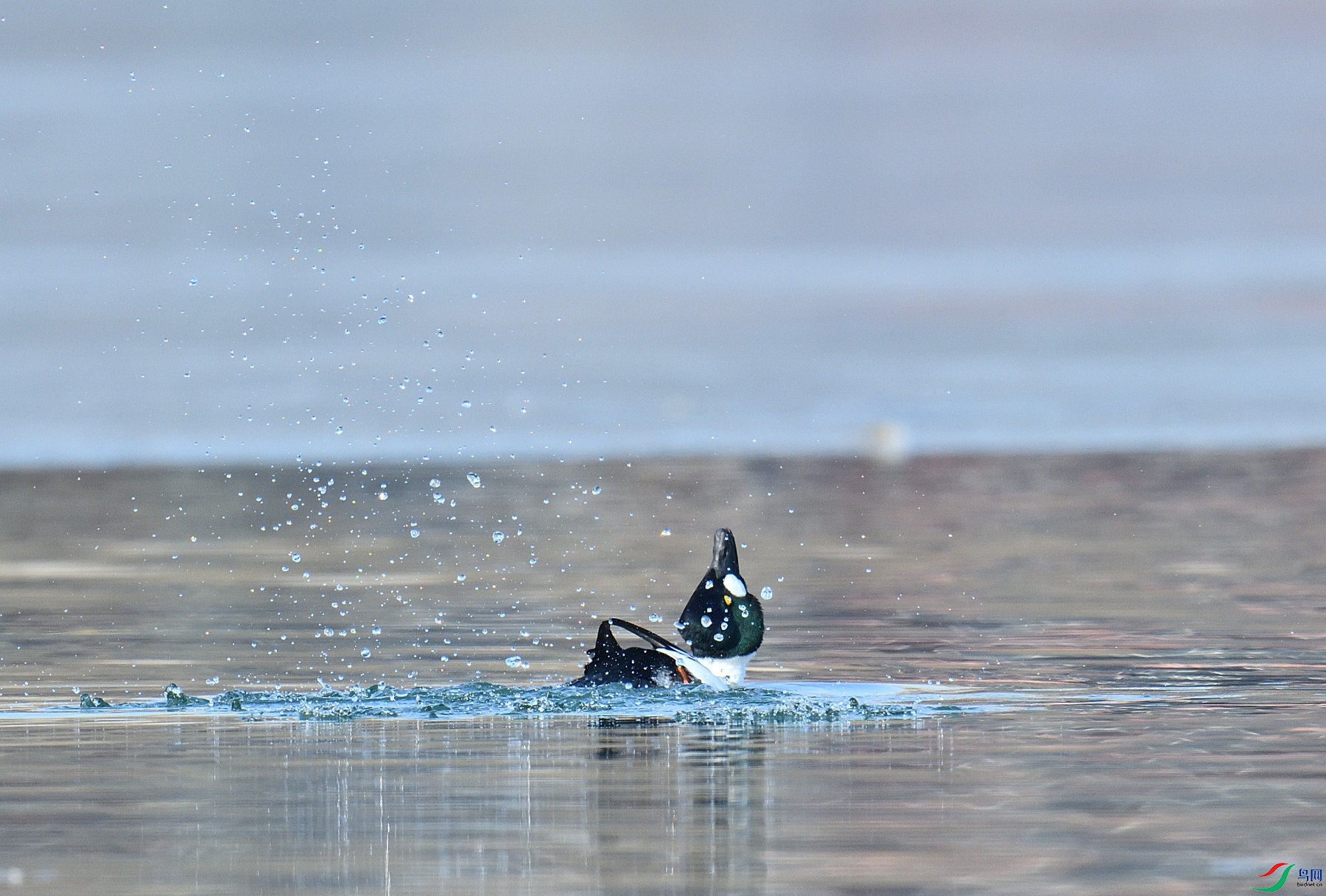 DSC_5043.JPG
