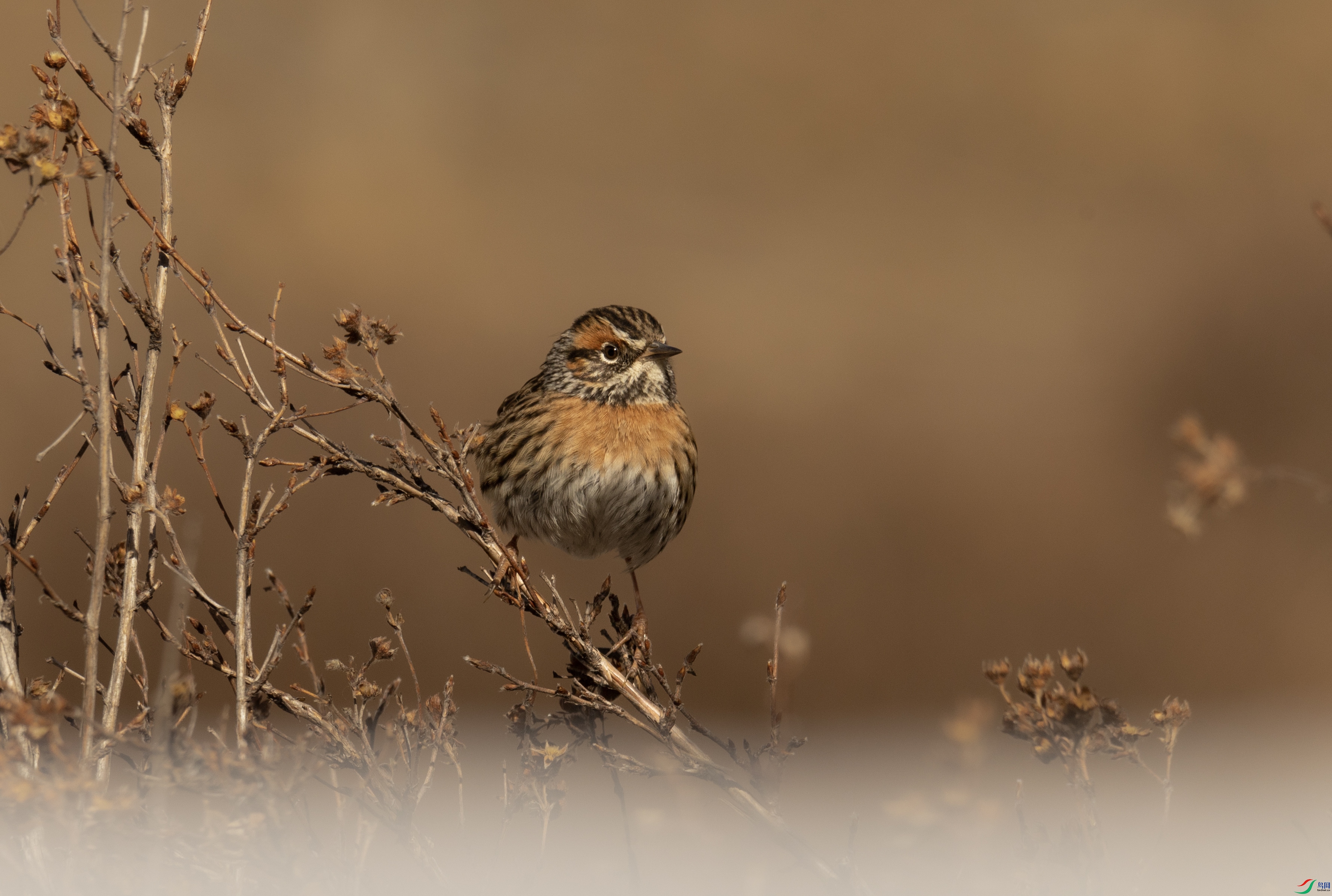 7X5A3628 - ����.jpg