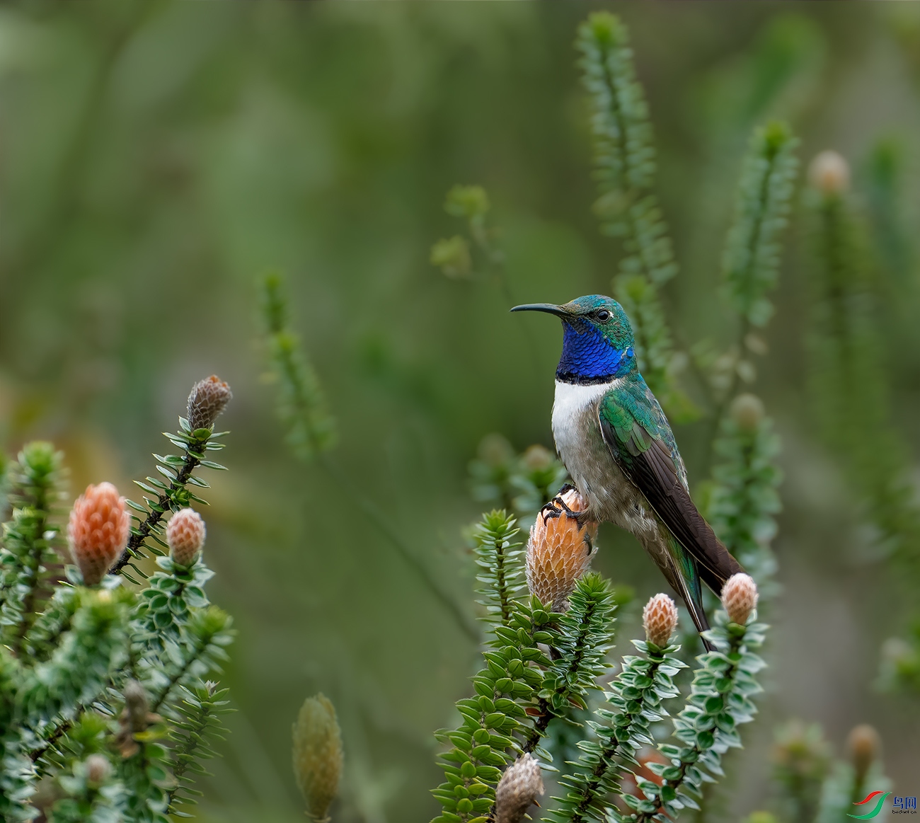 ����ɽ����