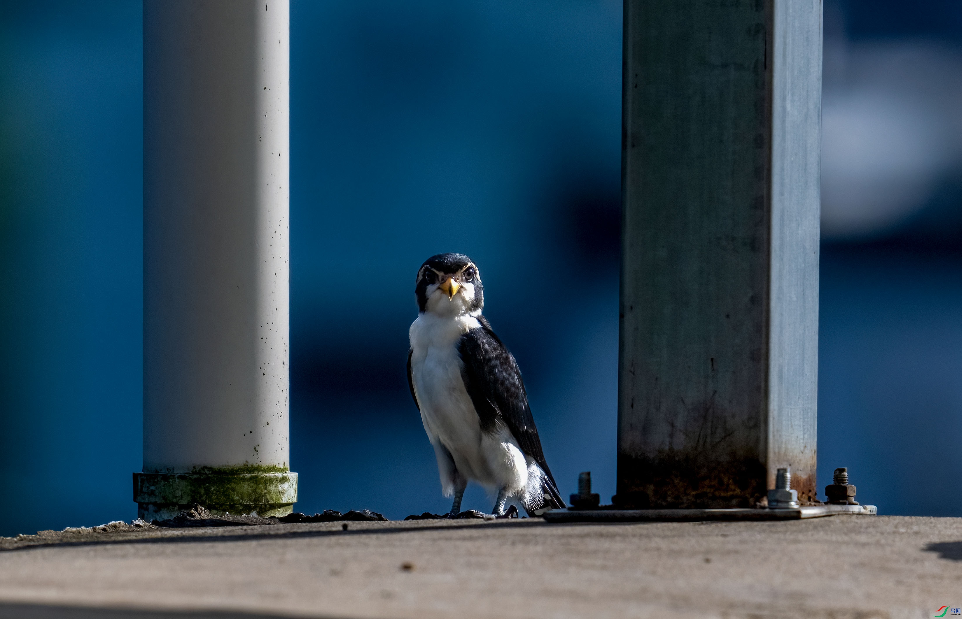 _DSC2896.jpg
