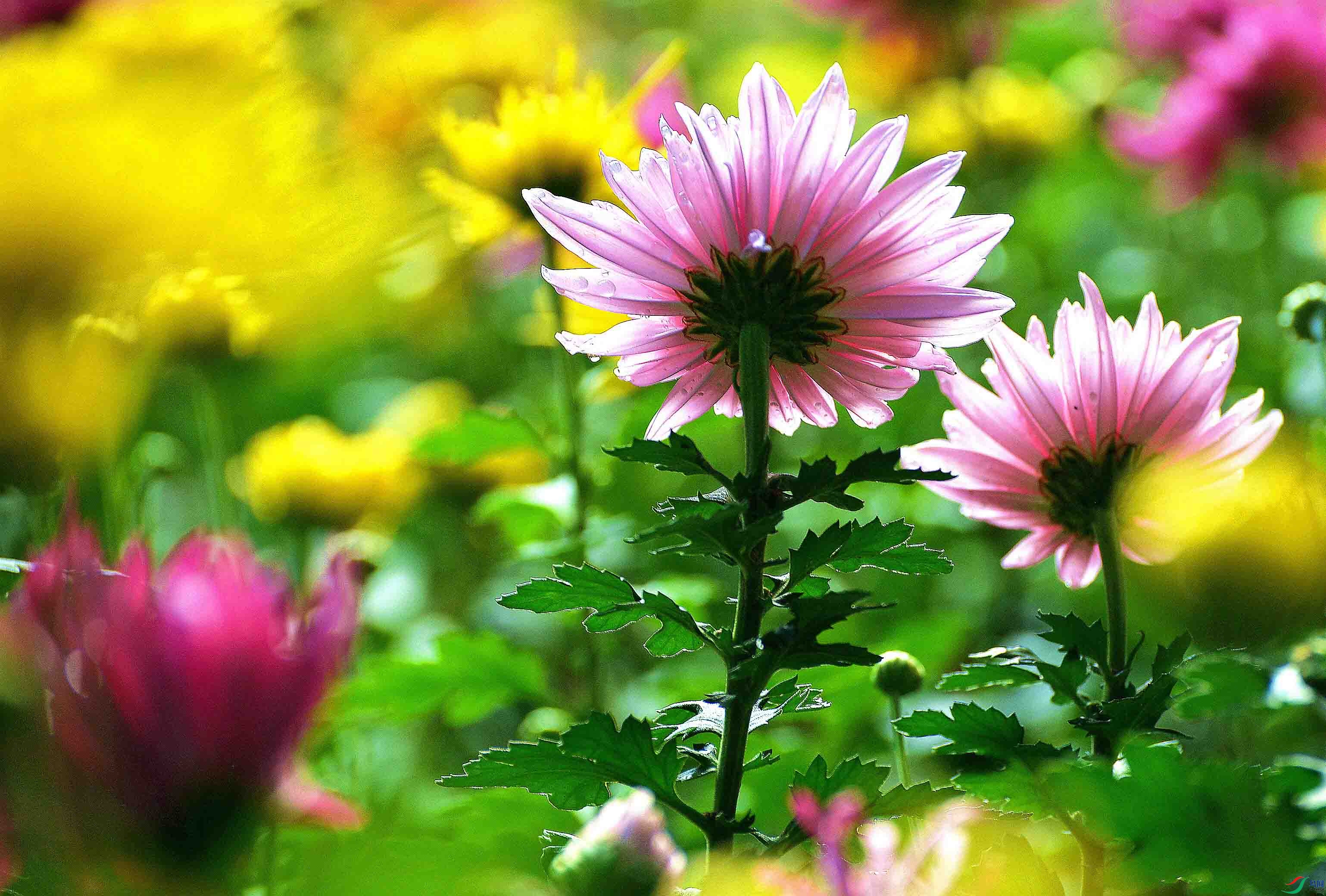 DSC_3435.JPG