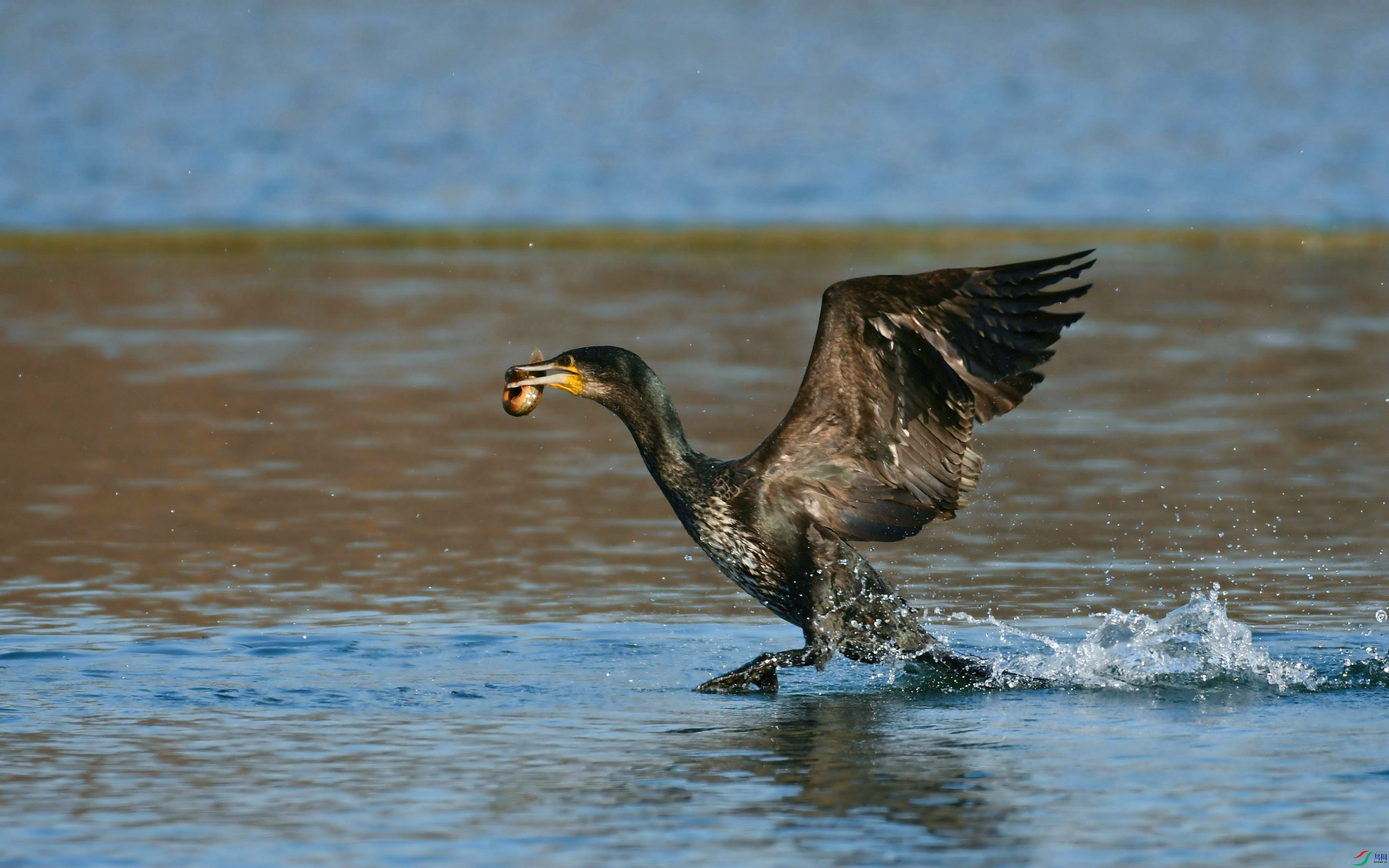 DSC_6337.JPG
