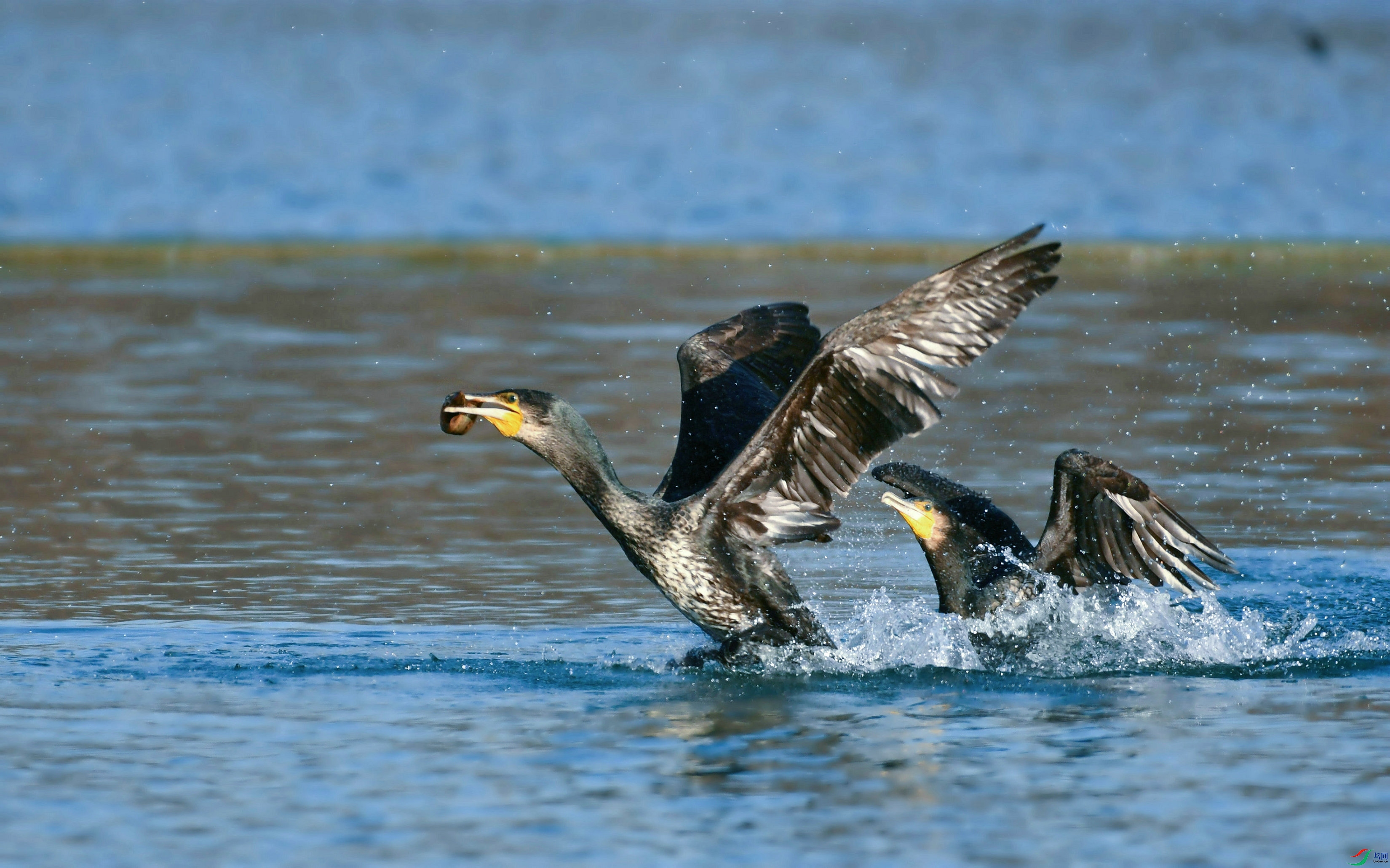 DSC_6333.JPG