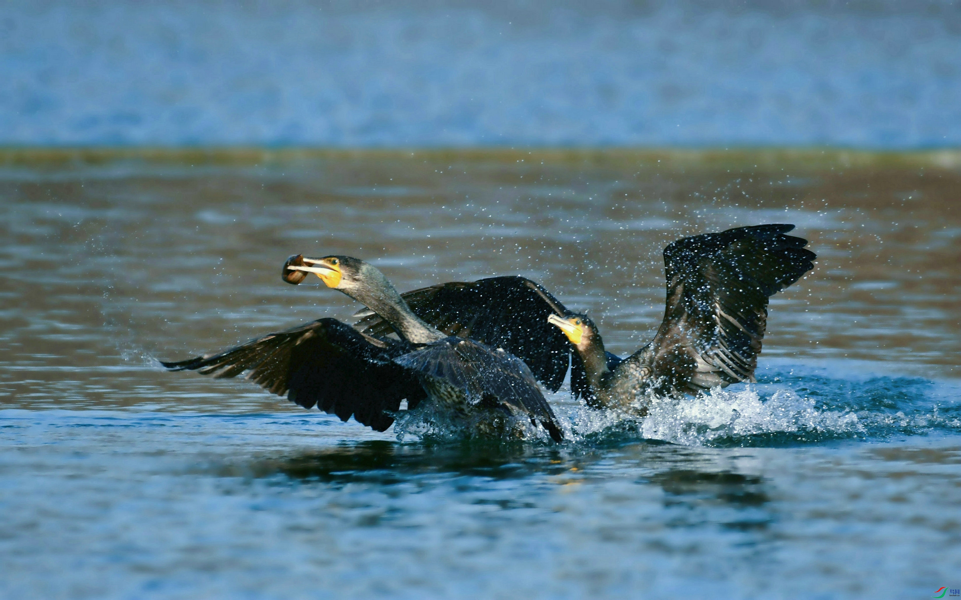 DSC_6332.JPG