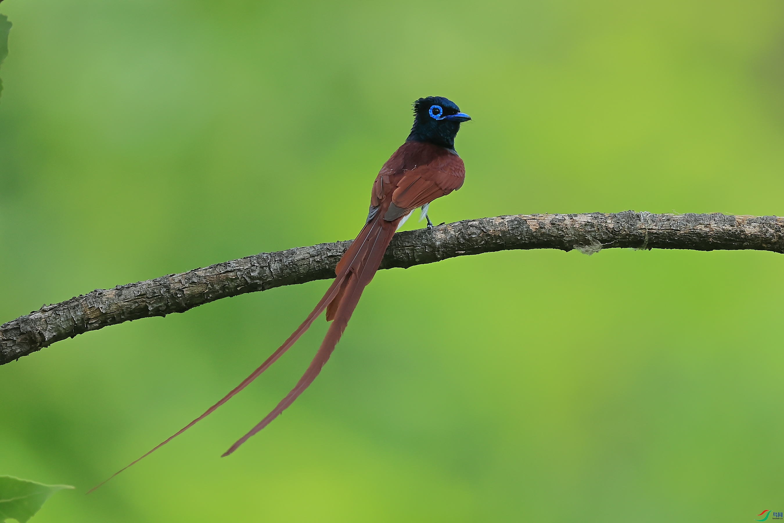 A56I6643�Һ����ҿ�ȫβ�����ٴ�����ɫ���� - ����.JPG