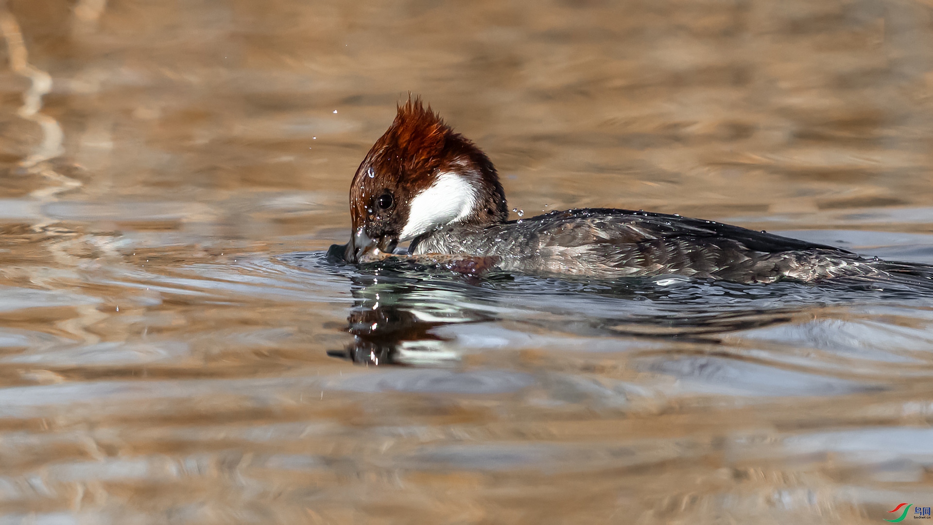 1I9A3168-����ǿ-SR ����.jpg