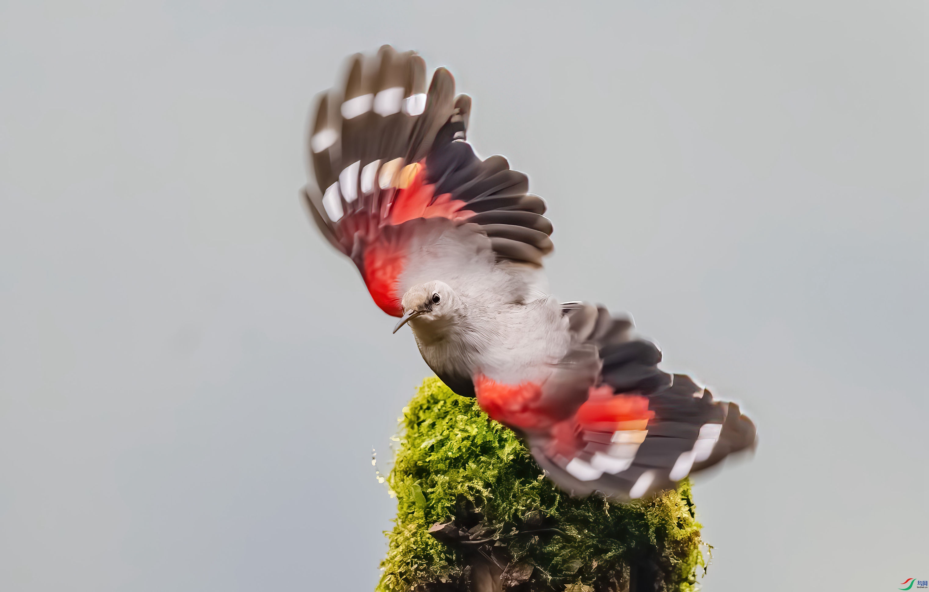 _DSC6247-����ǿ-NR_1 - ����.JPG